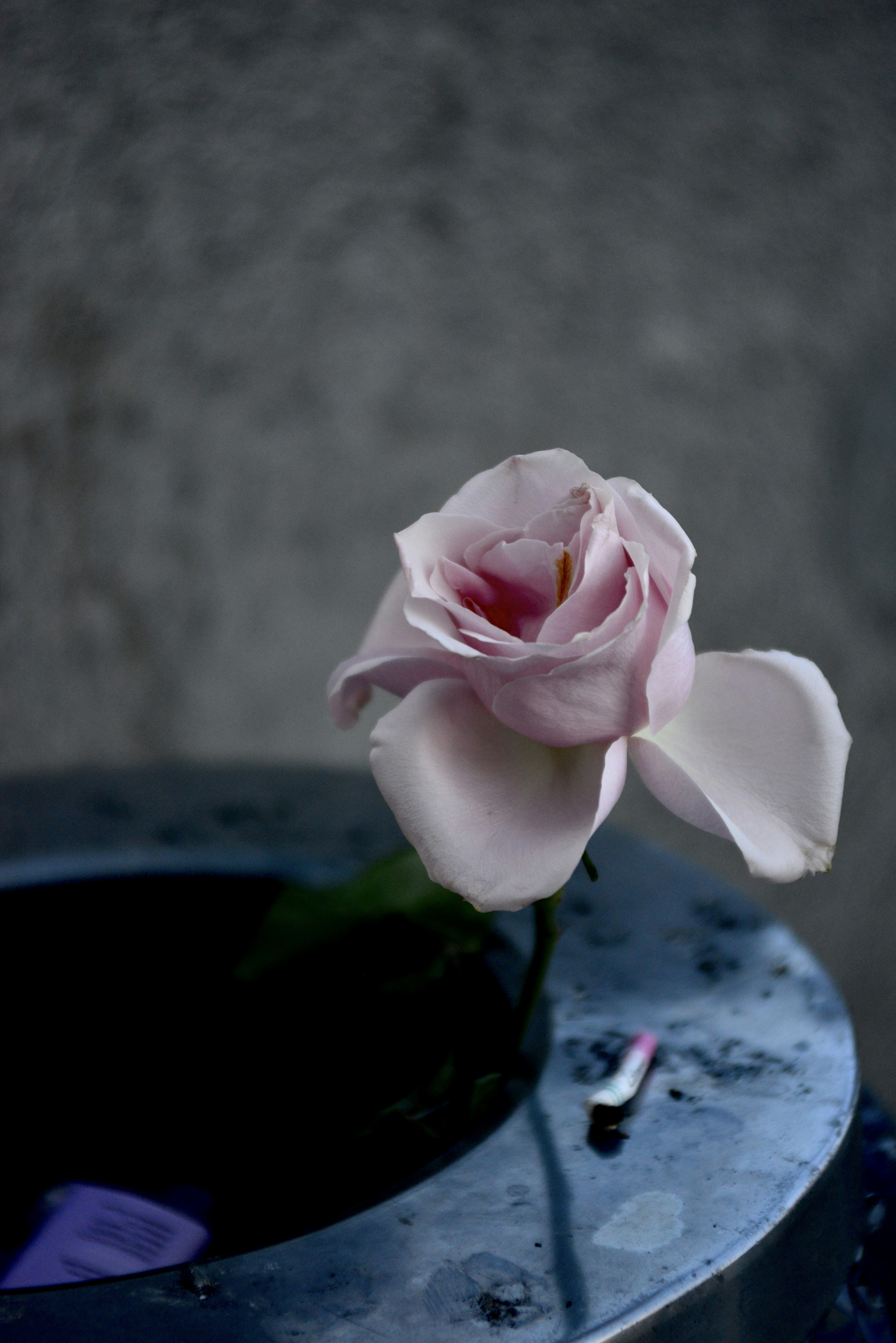 A delicate rose sits atop a dark container.