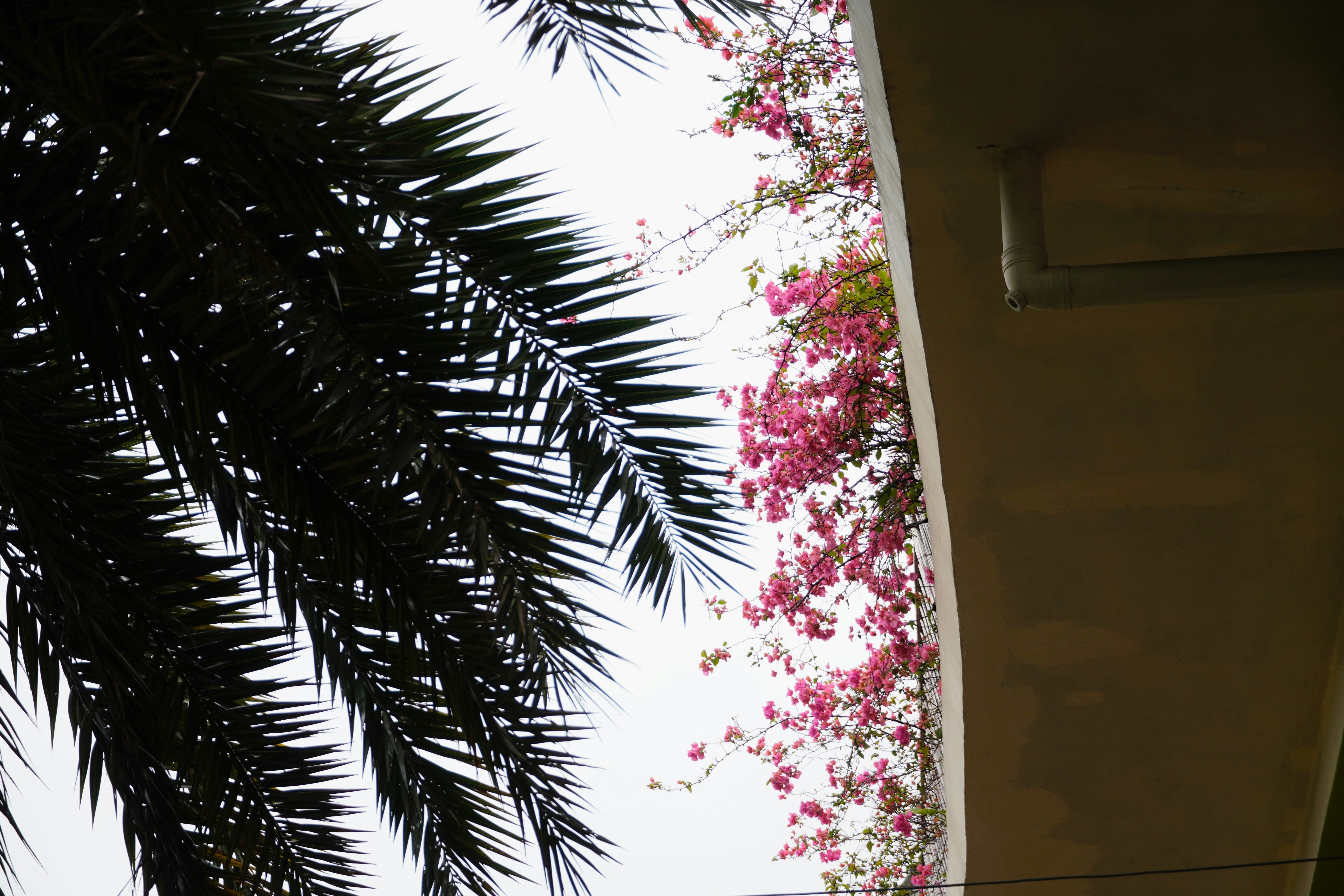 tropical wallpaper headboard, wallpaper, Tropical Headboards: Create a Relaxing Guest Room 5