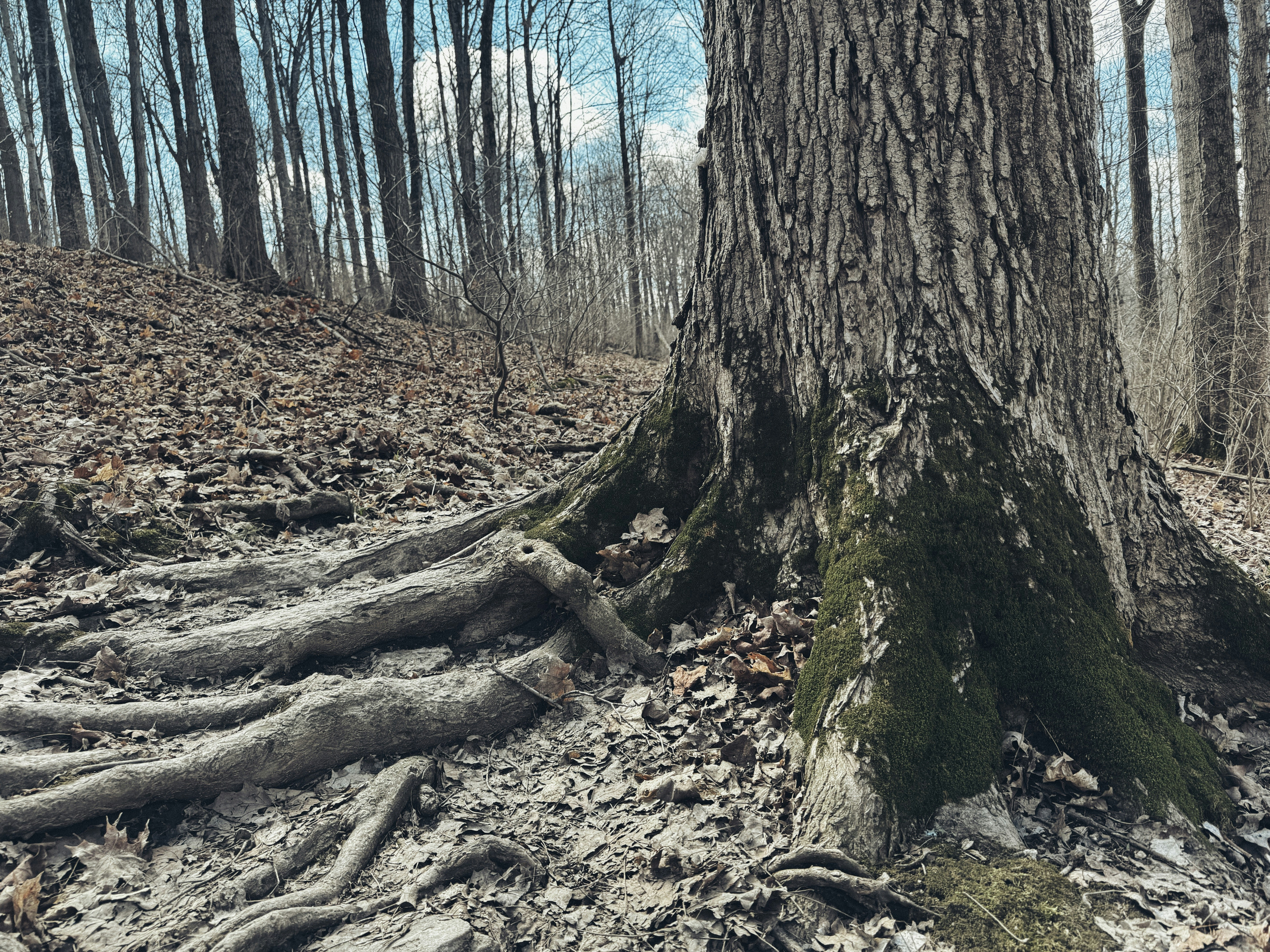 An old tree with exposed roots in a forest. photo – Free Forest Image ...