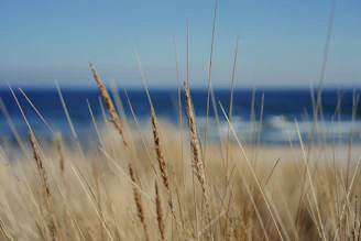 Dried grass frames the ocean's blue waters.