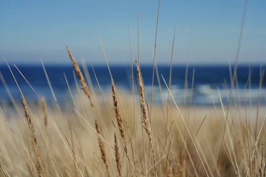 Dried grass frames the ocean's blue waters.