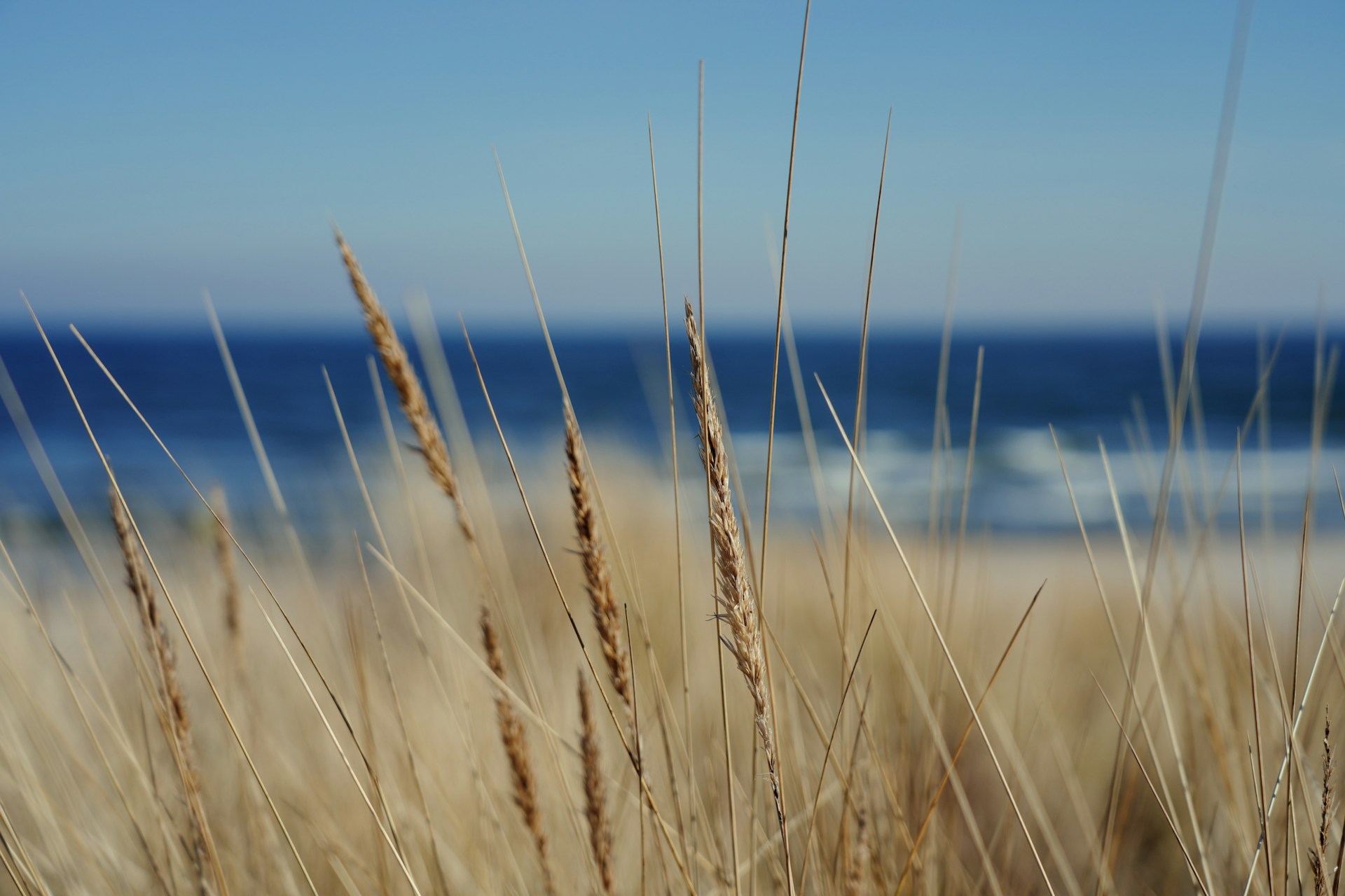 Dried grass frames the ocean's blue waters.