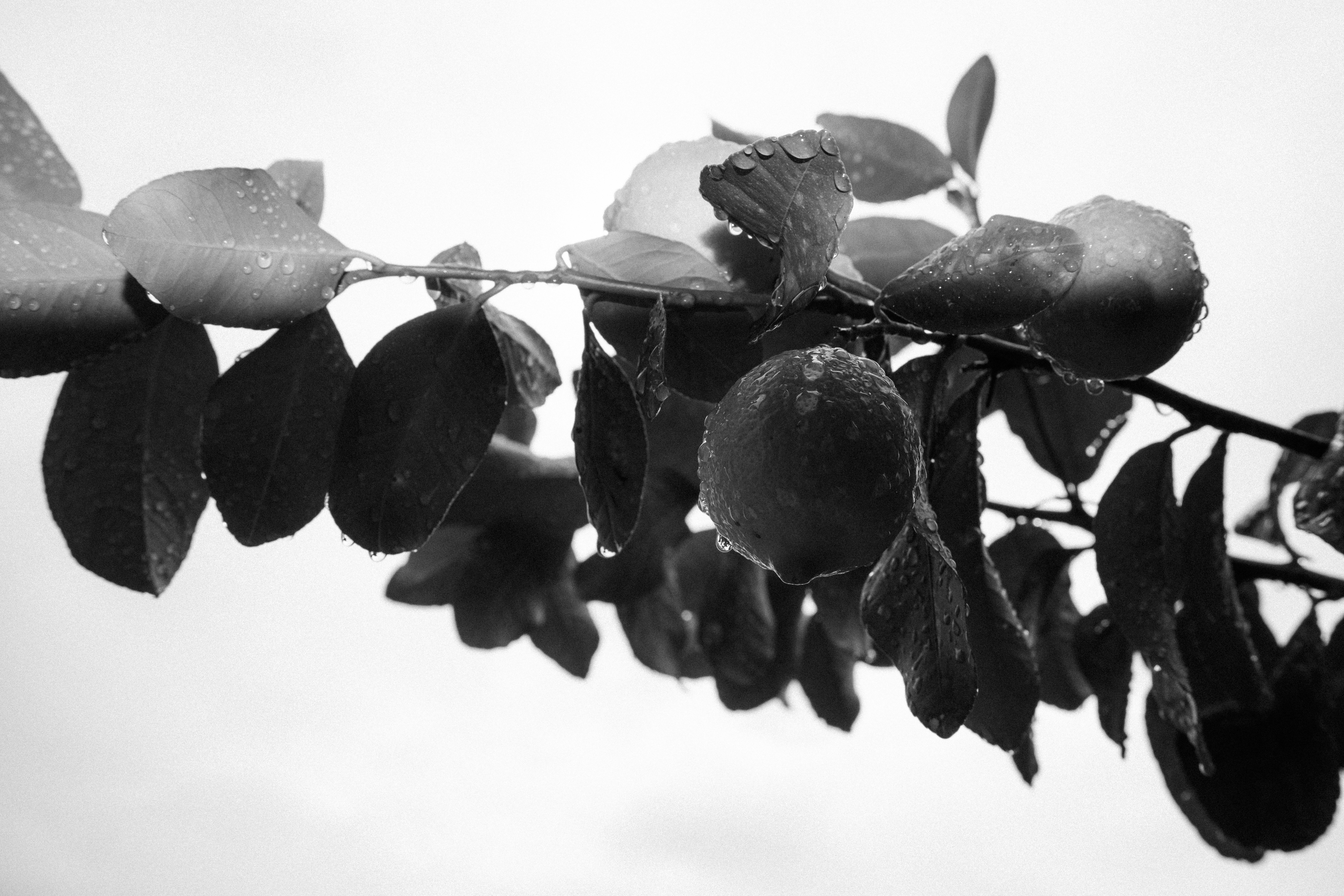 Zitrone auf einem Zweig mit Blättern.