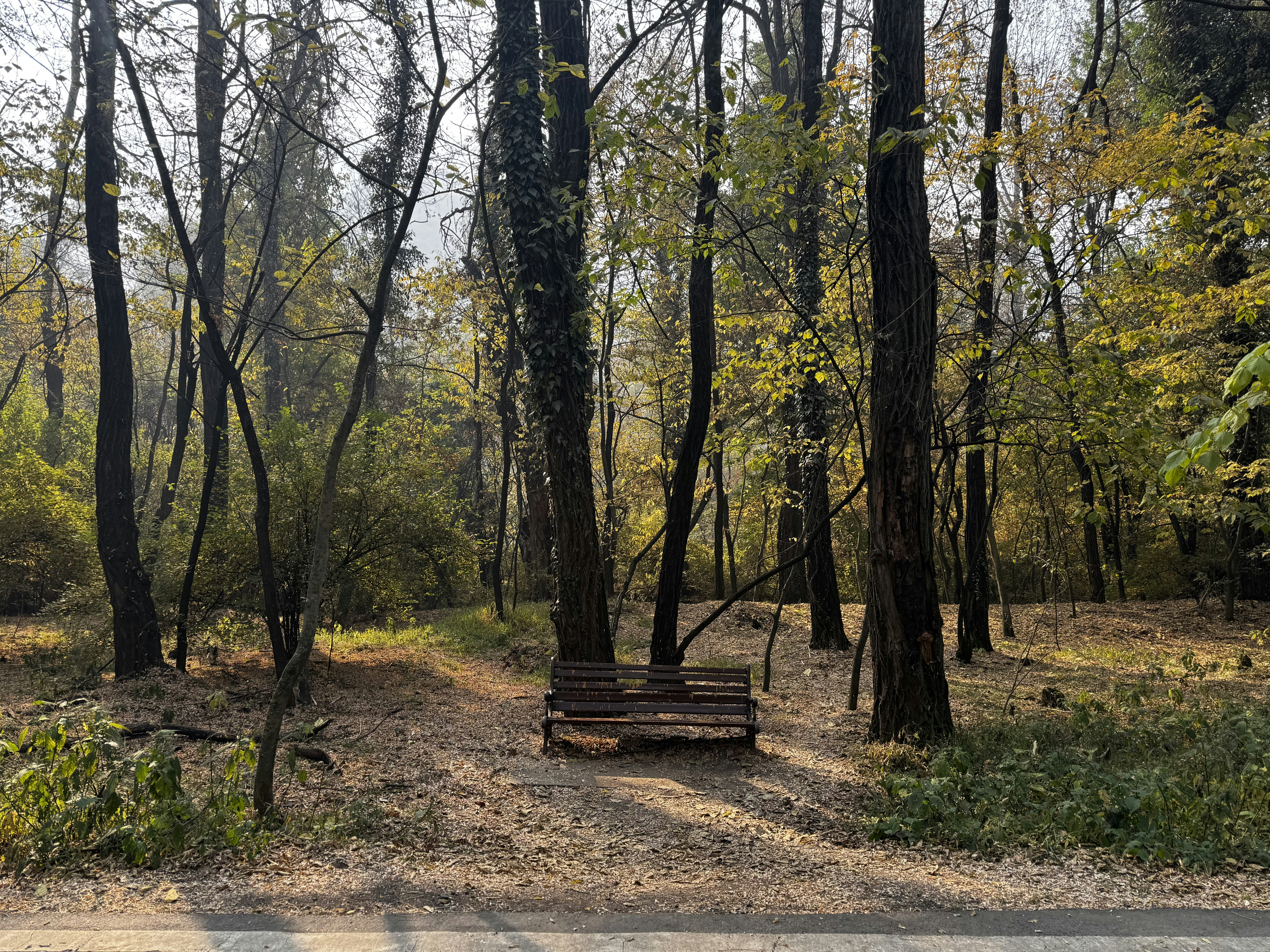 Edgewood Park #1