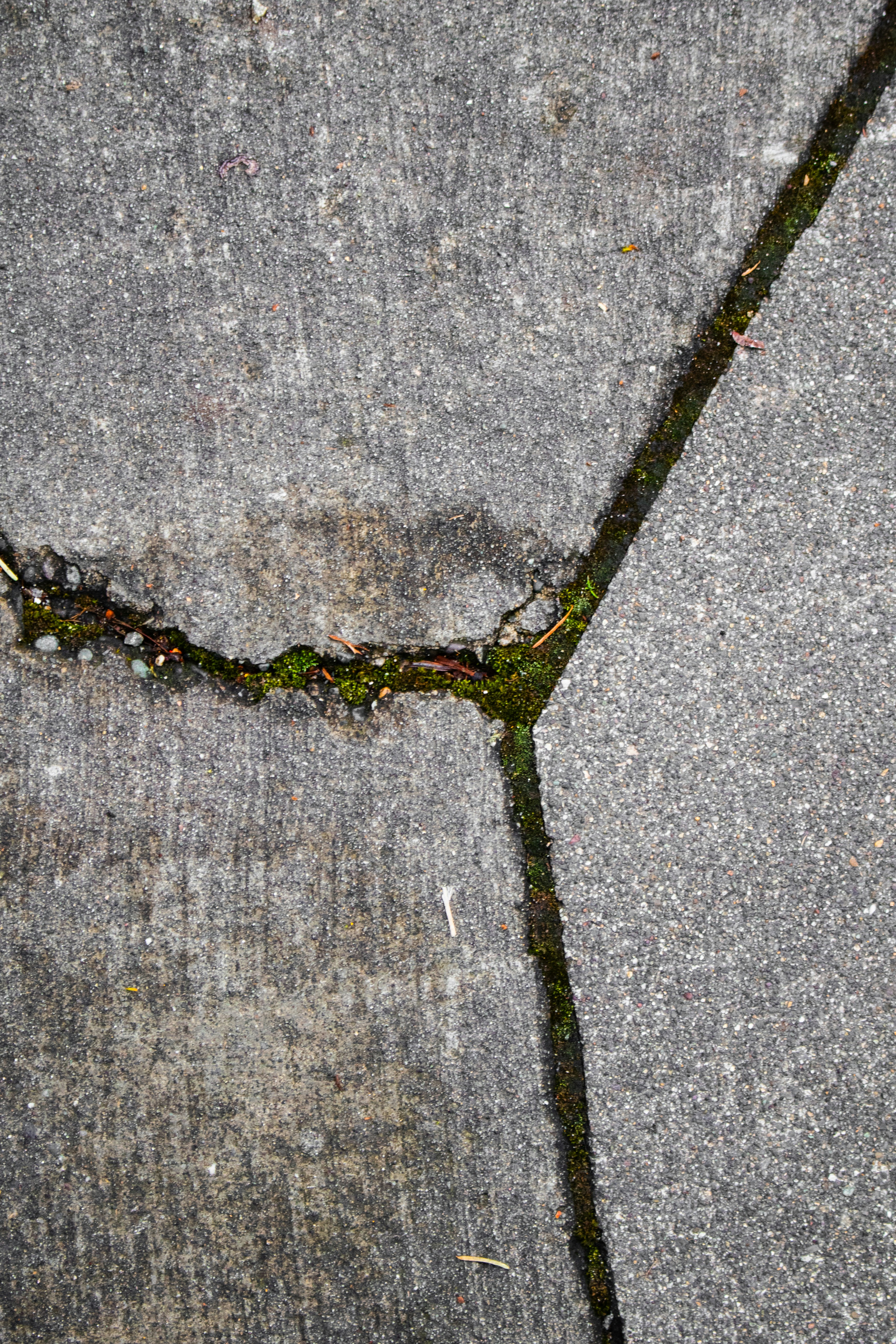 Cracks in concrete are overgrown with moss.