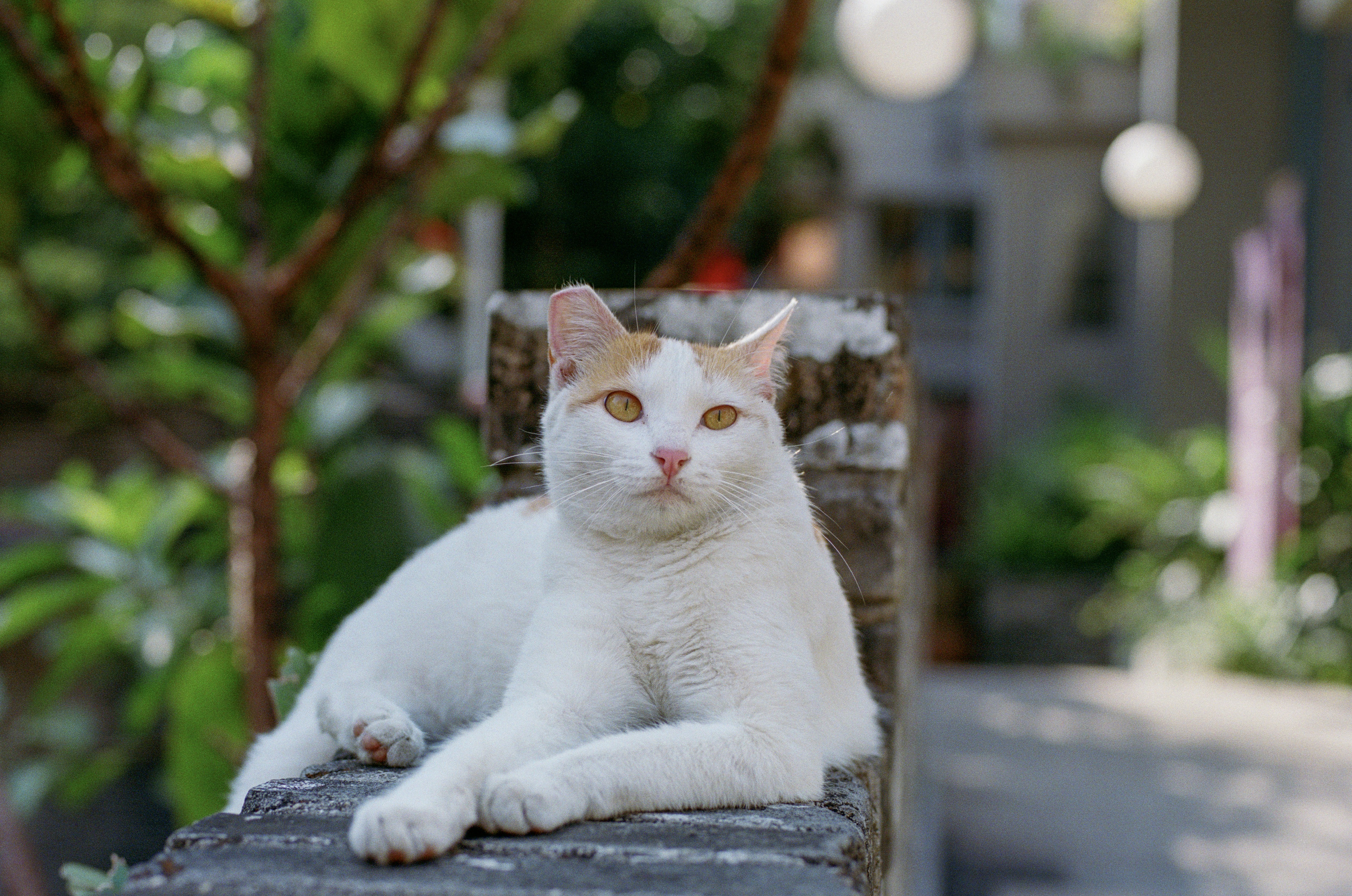 Photo by zhenyao_photo