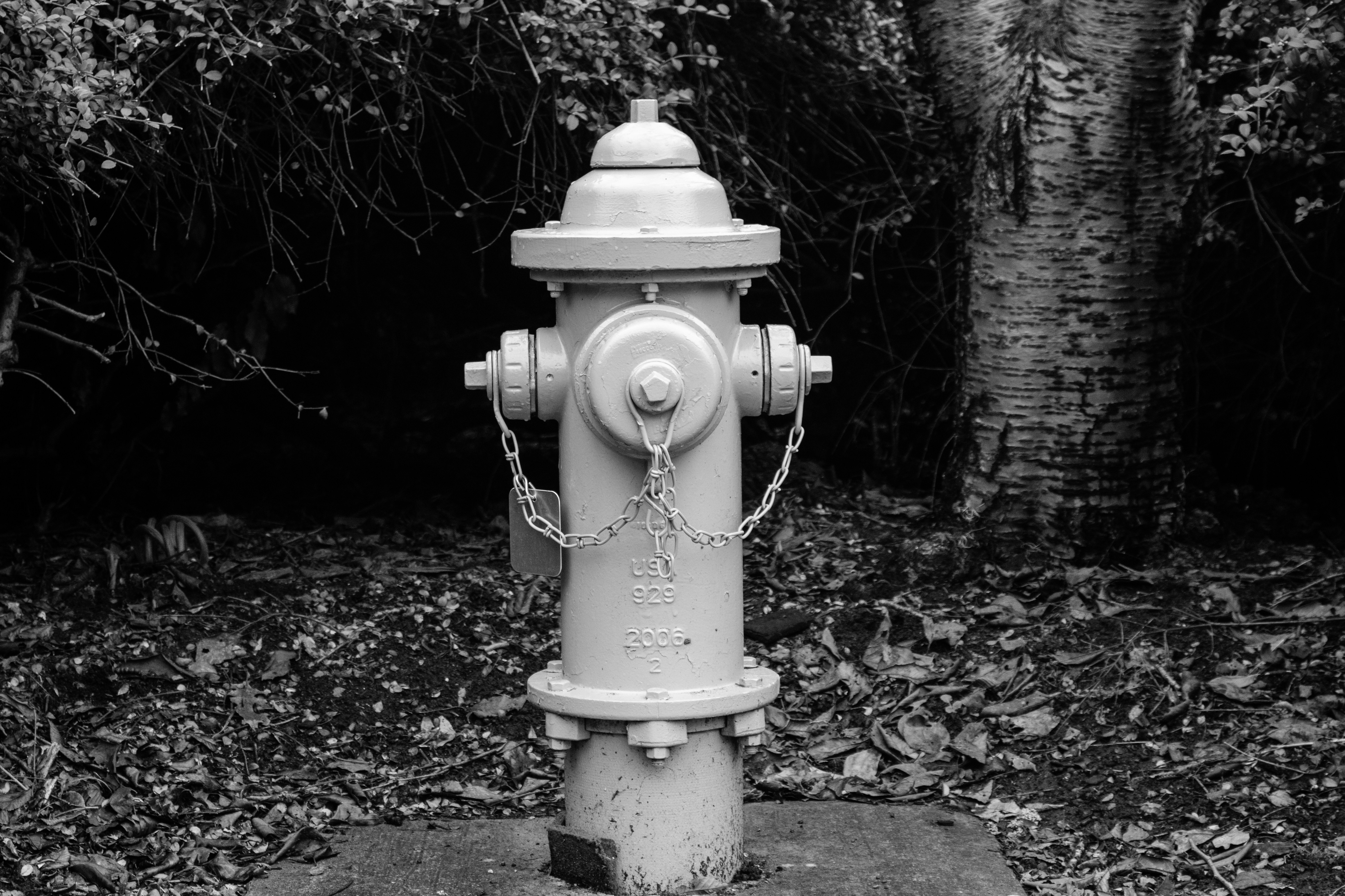 A fire hydrant stands quietly against foliage.