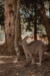 A kangaroo stands next to trees in the forest.