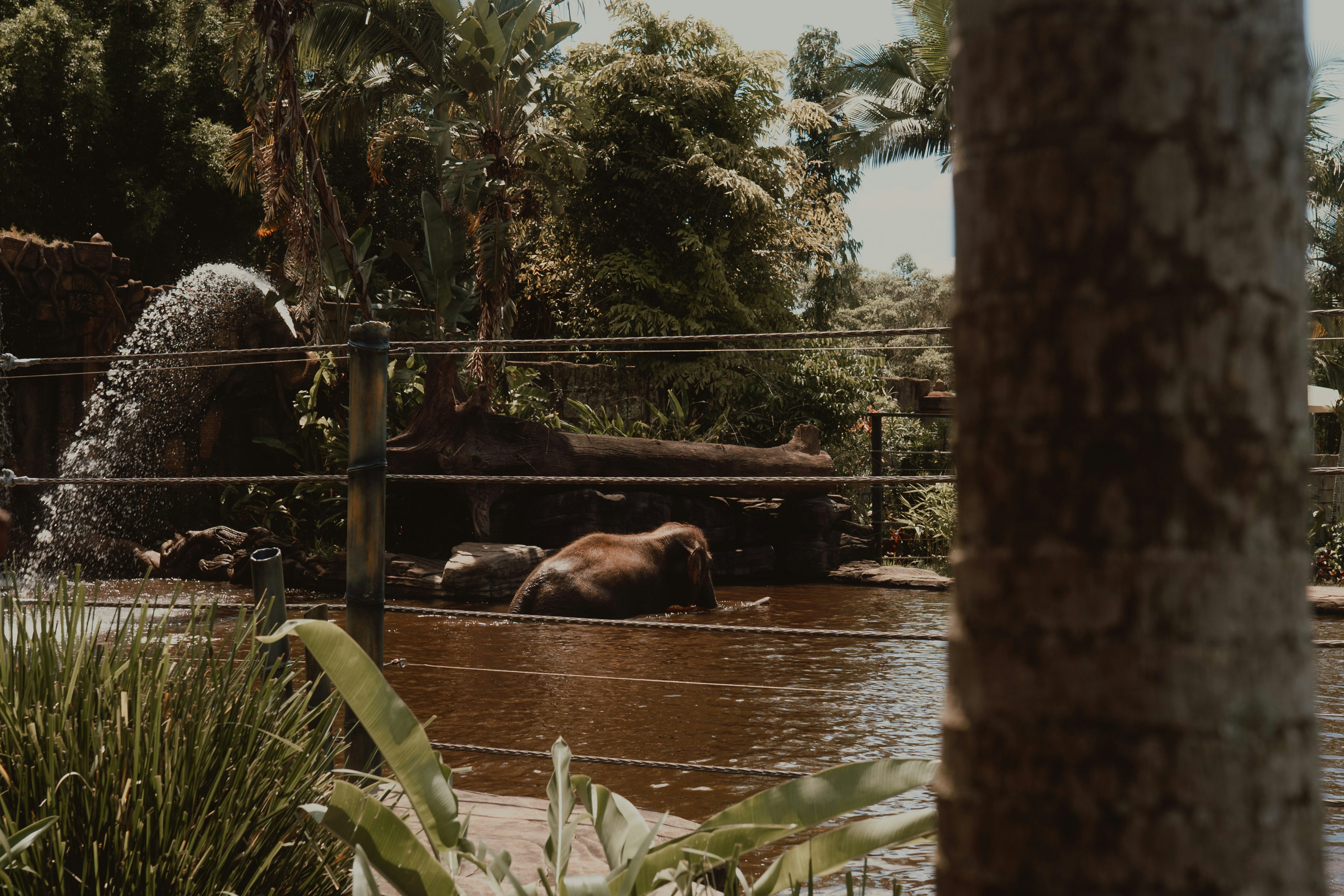 Sea lions are in the water at the zoo.