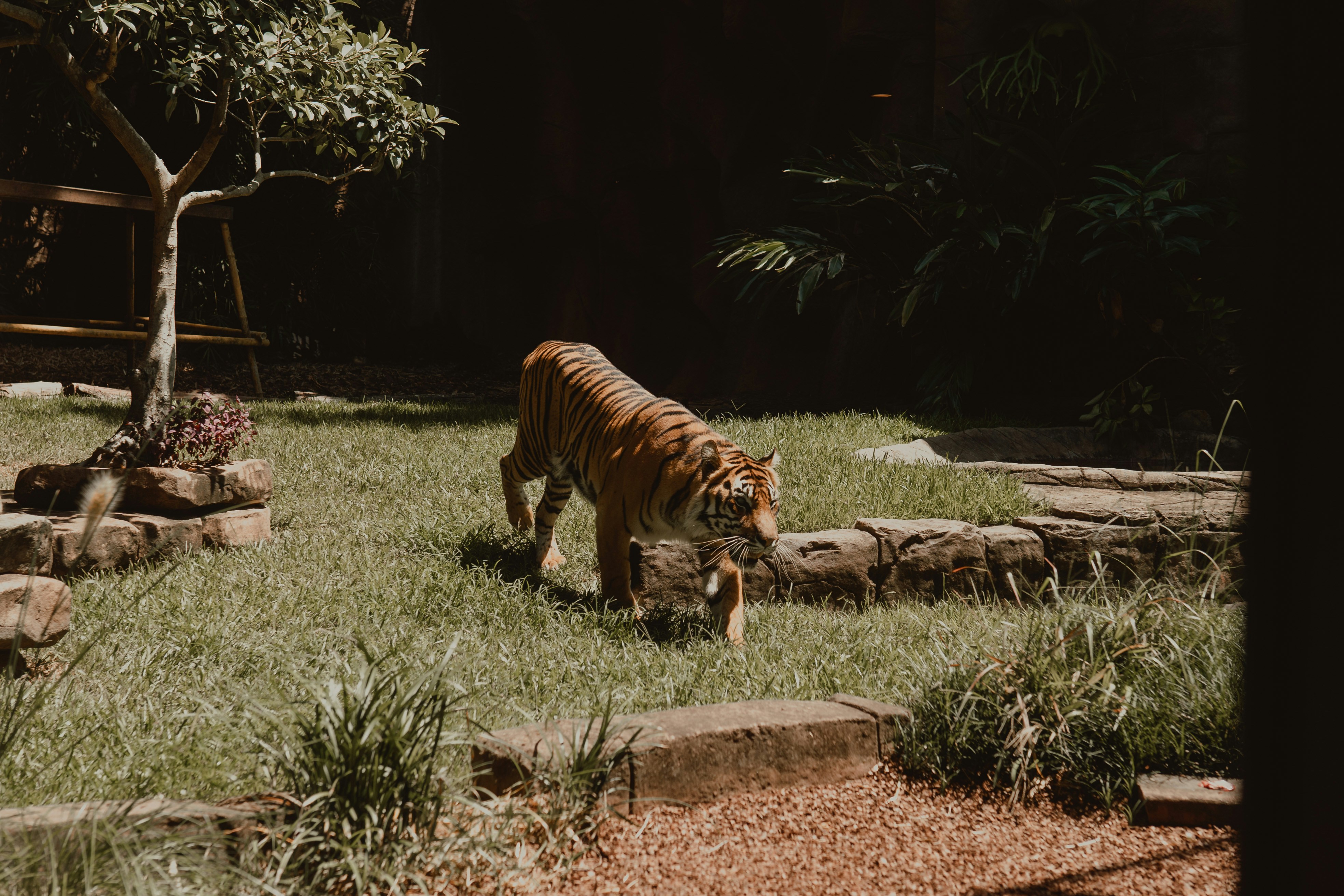 A tiger walks on green grass.