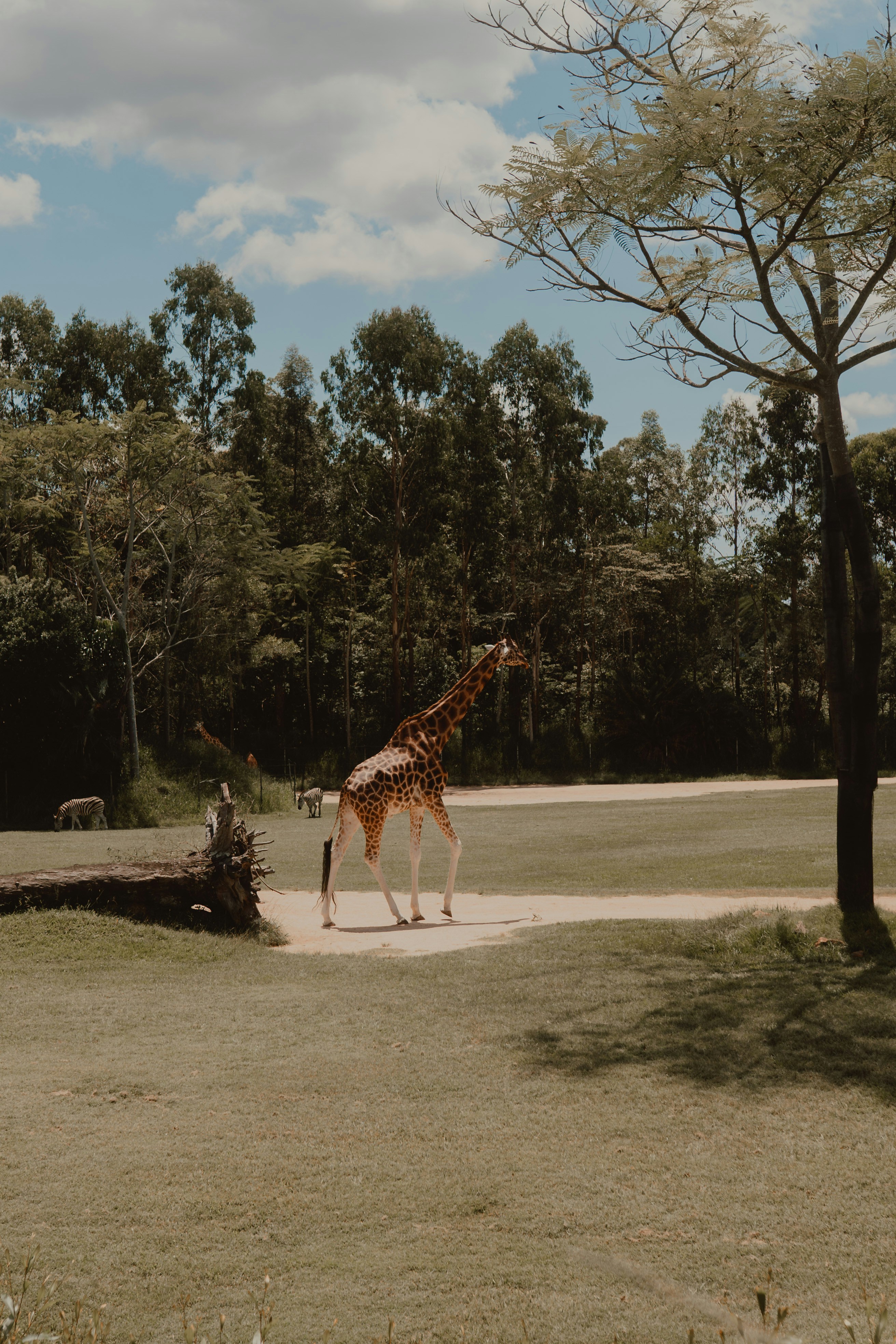 A giraffe walks across the field in nature.