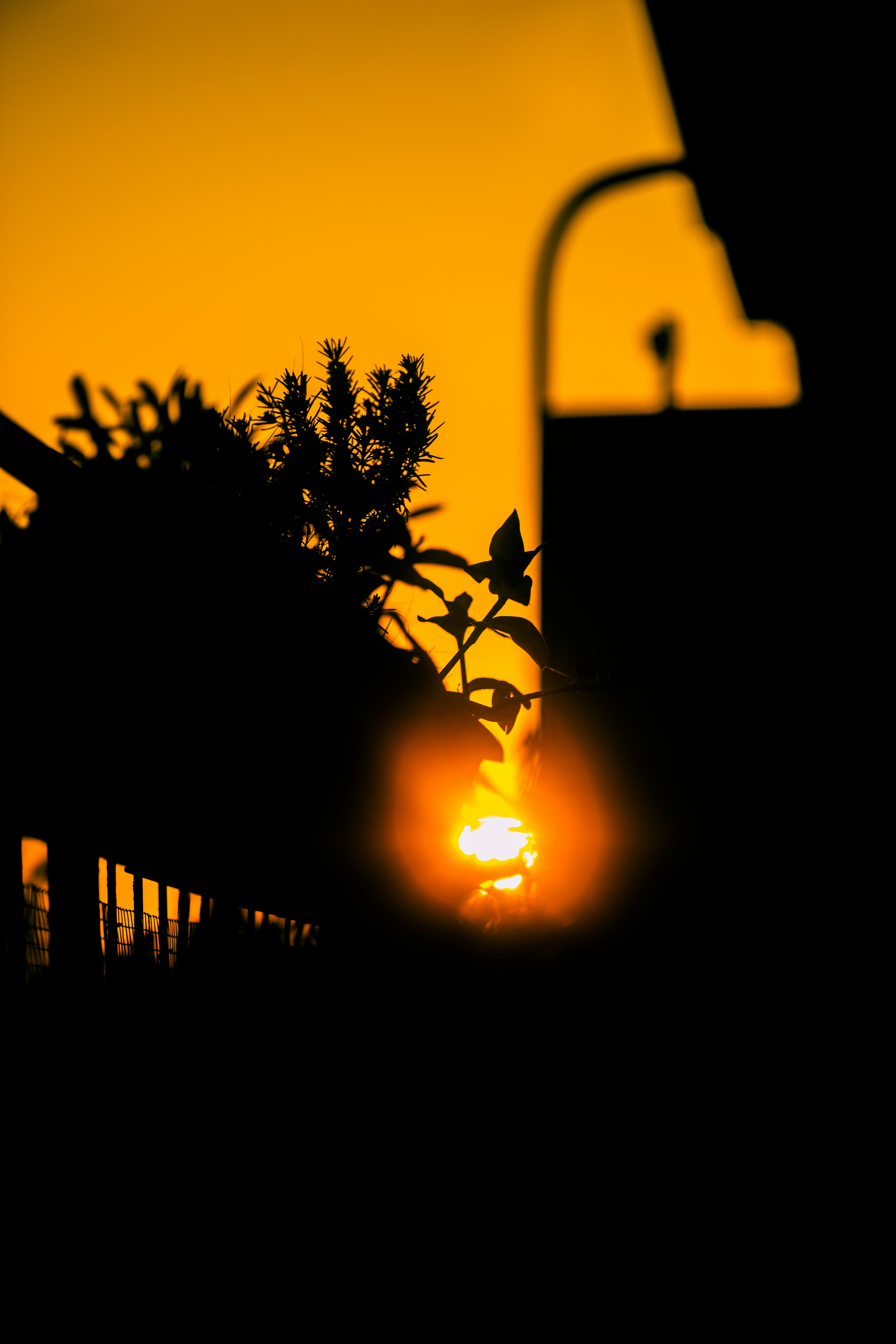 Der Sonnenuntergang scheint durch die Blätter.