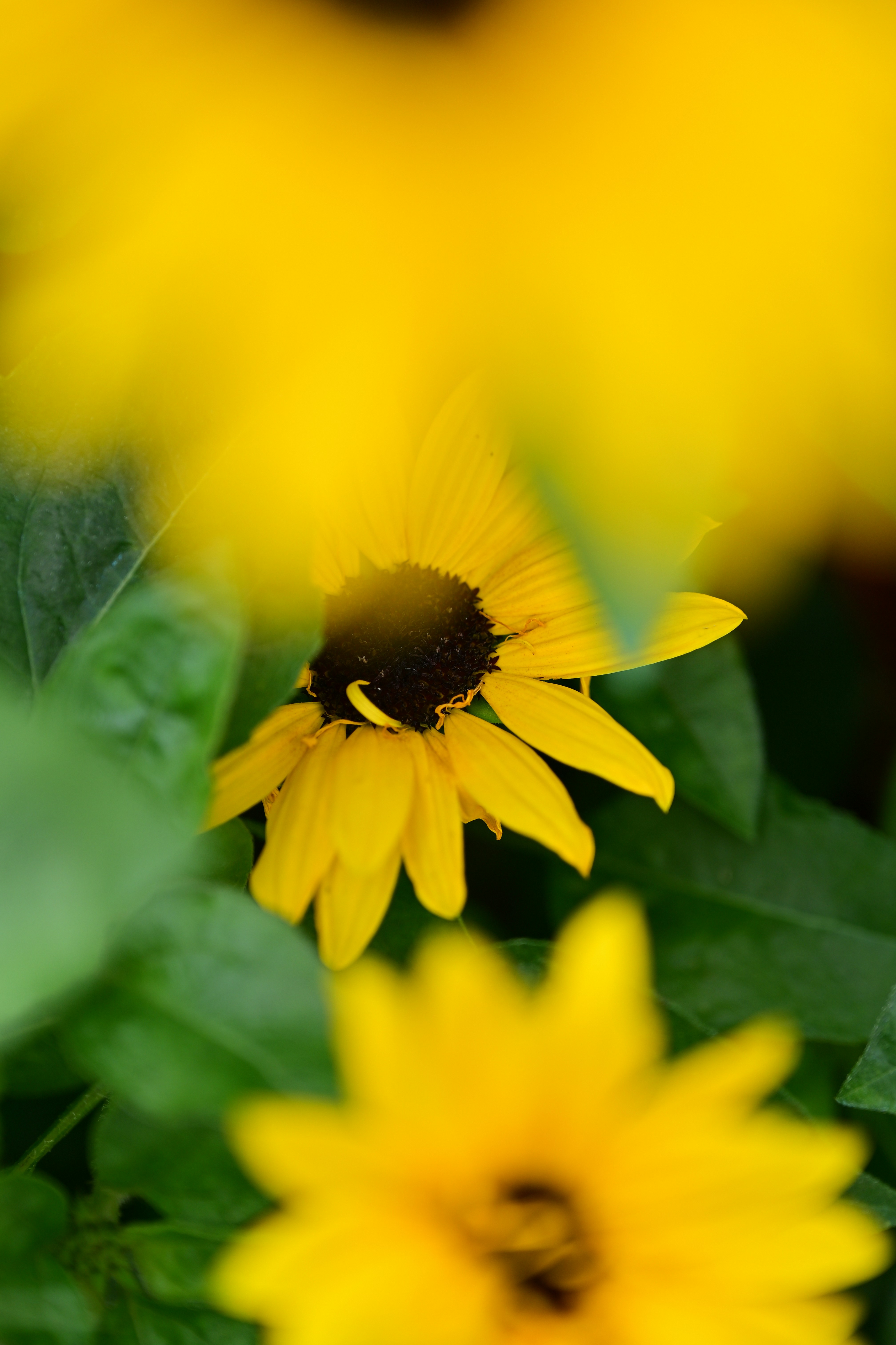 Photo by seanwuphoto