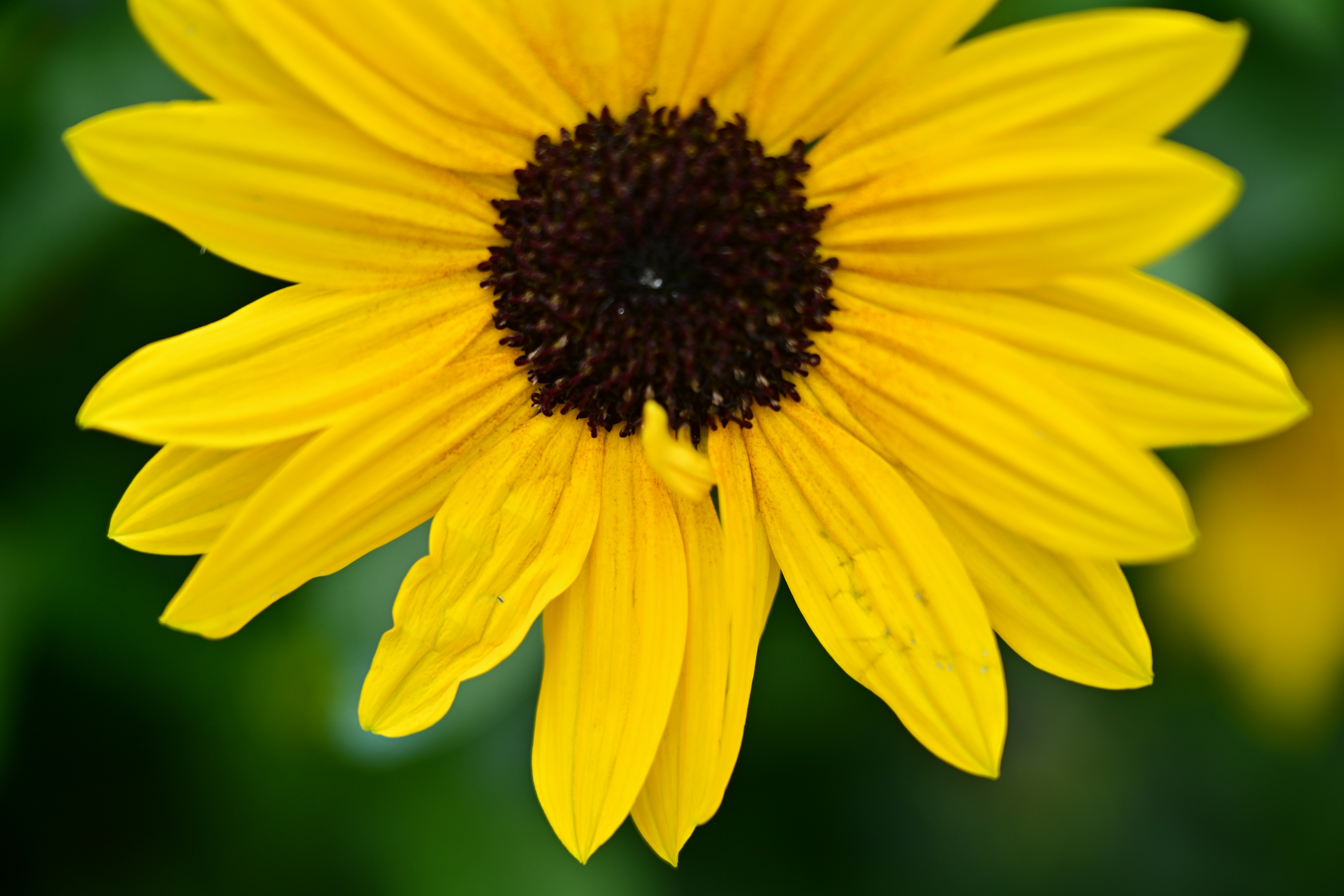 Photo by seanwuphoto