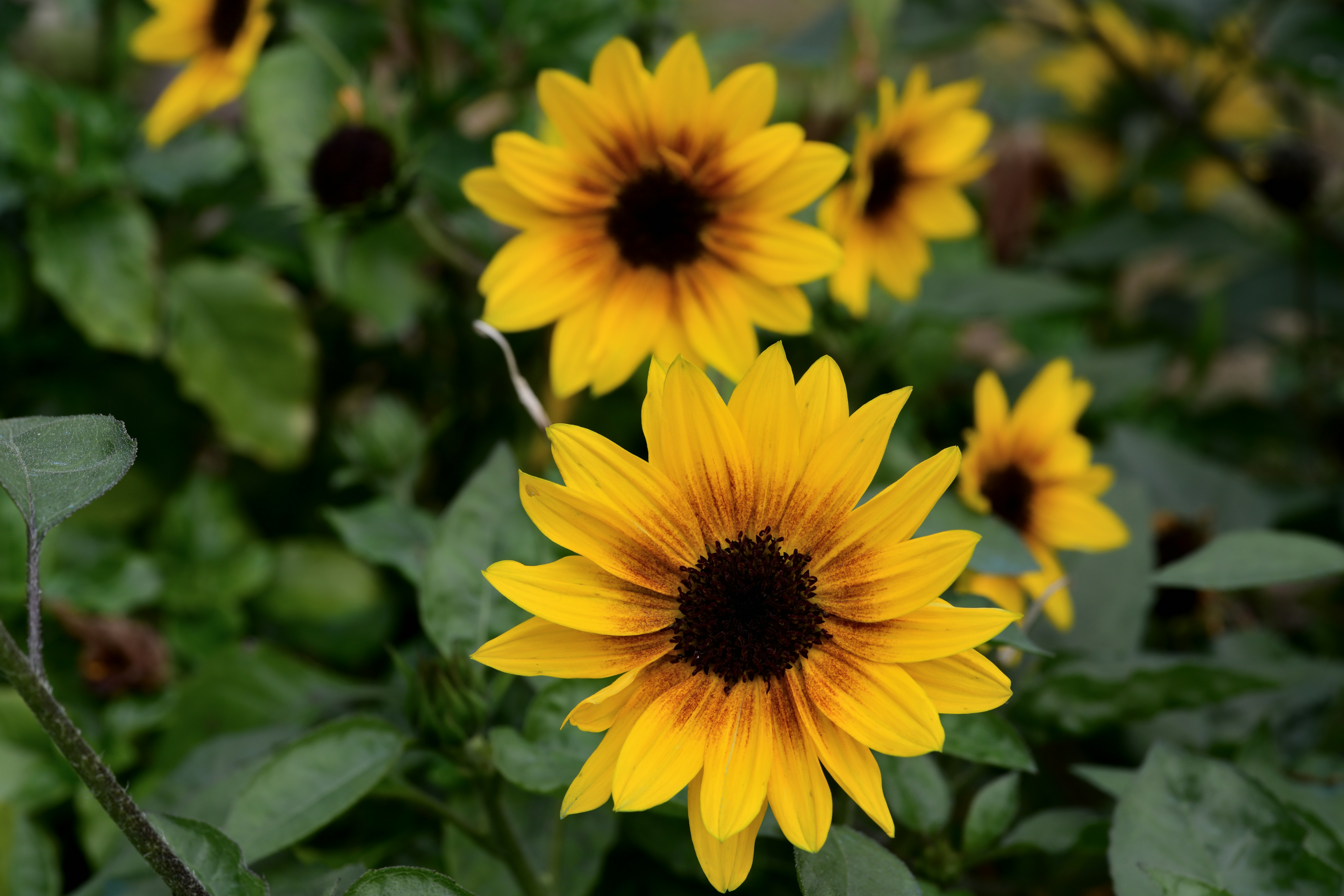 Photo by seanwuphoto