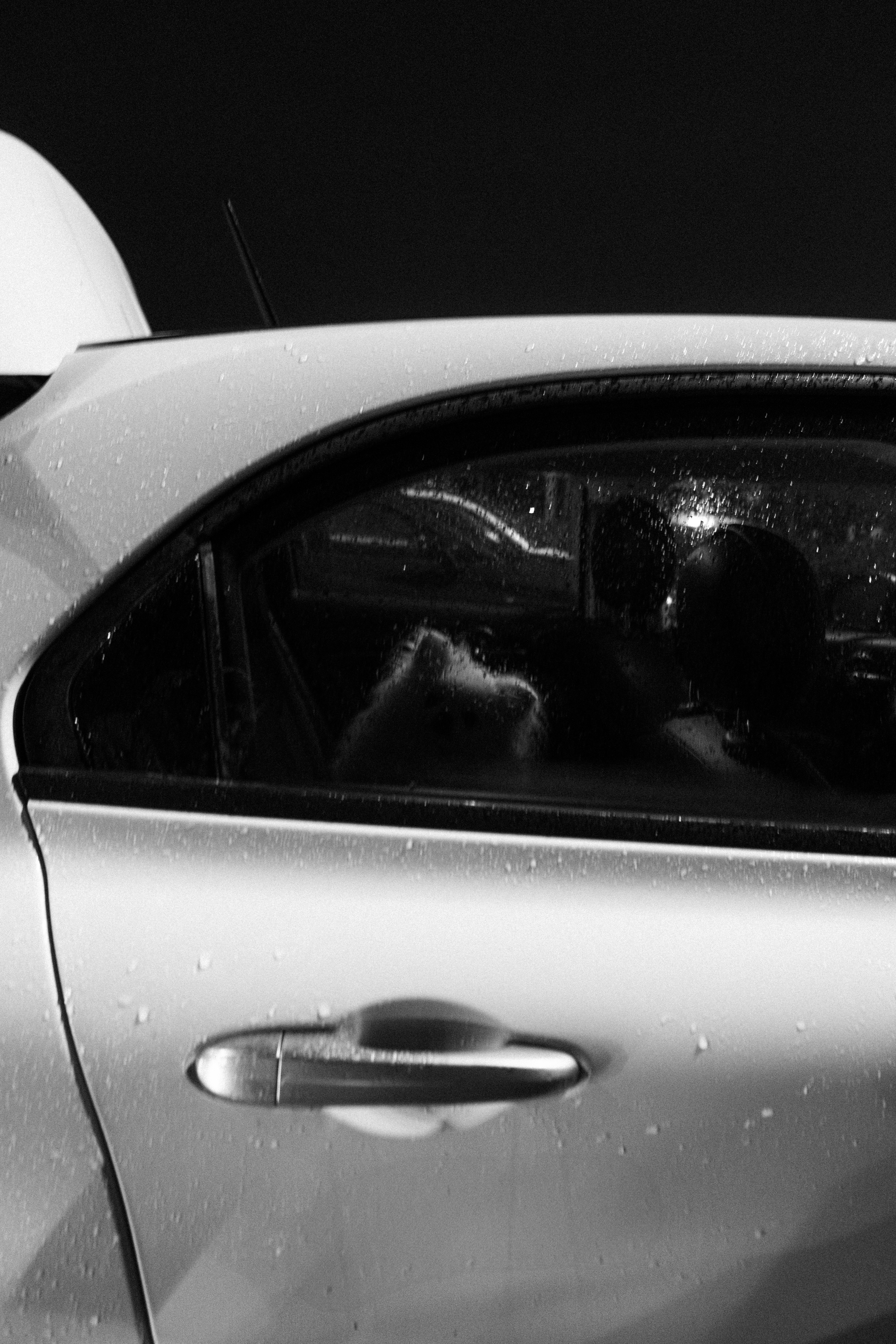 Ein Hund sitzt auf dem Rücksitz eines Autos.