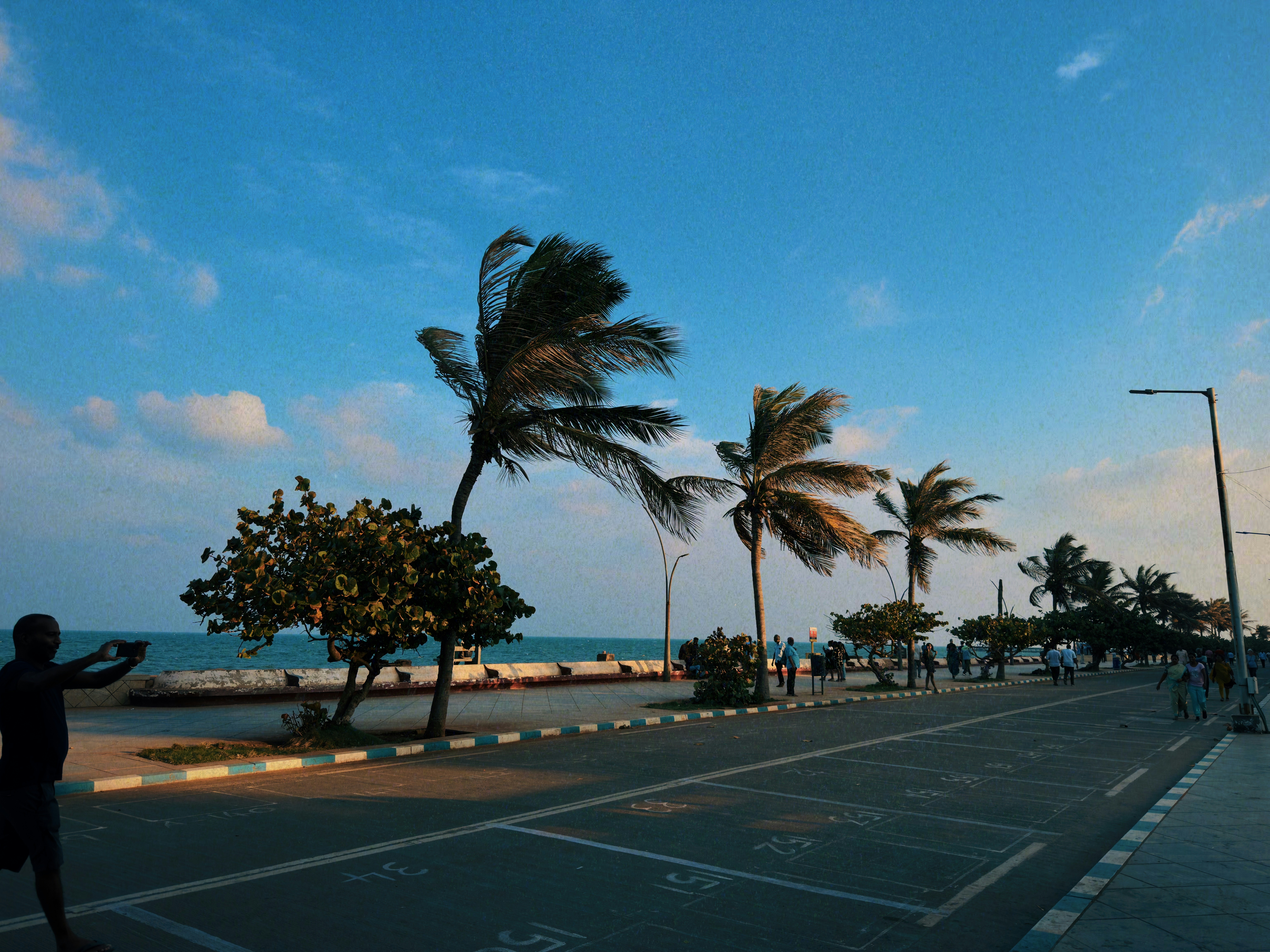 Palm trees blow in the wind near the ocean.
