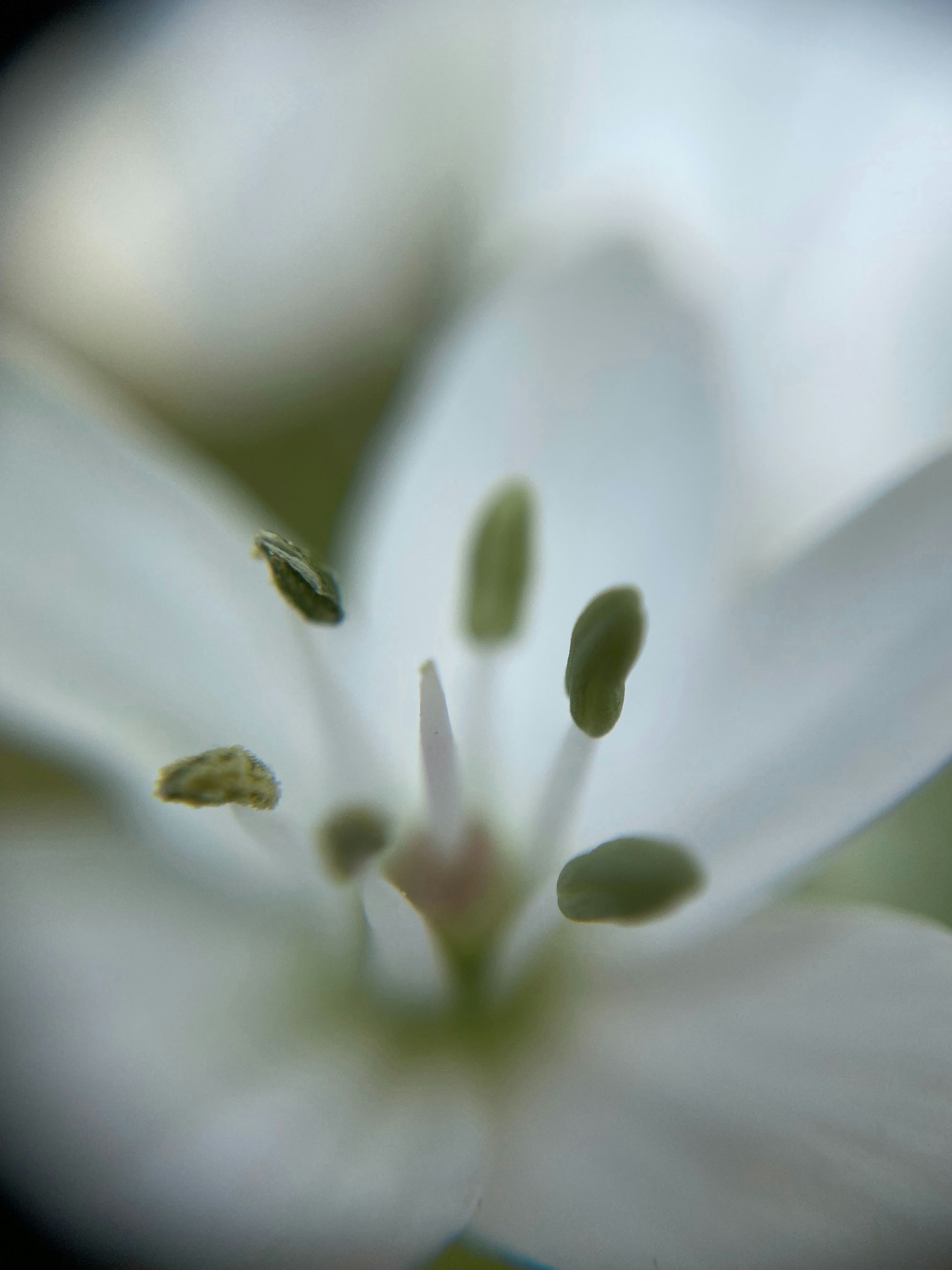 Photo by norbertotriaes