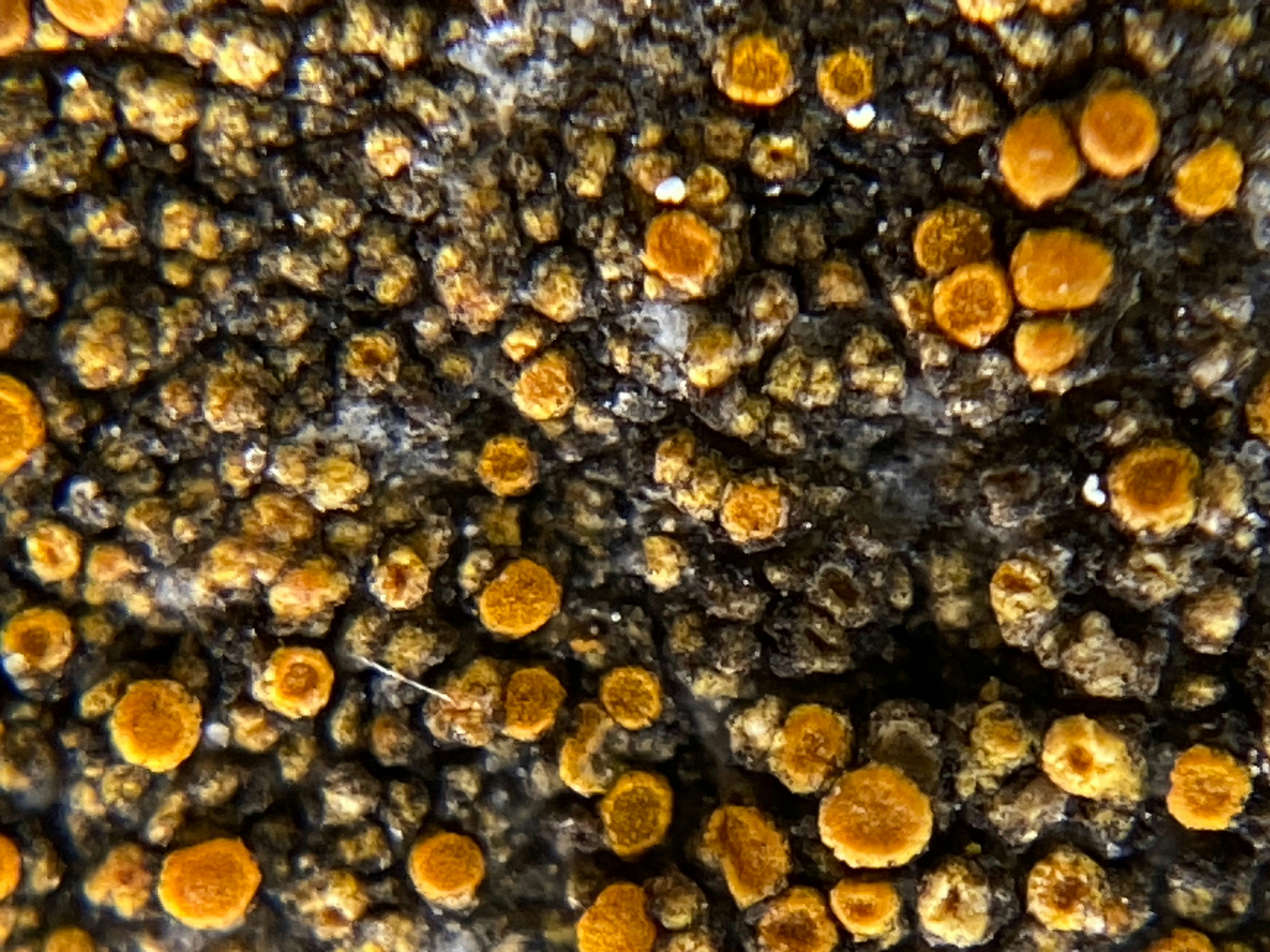 Photo by norbertotriaes