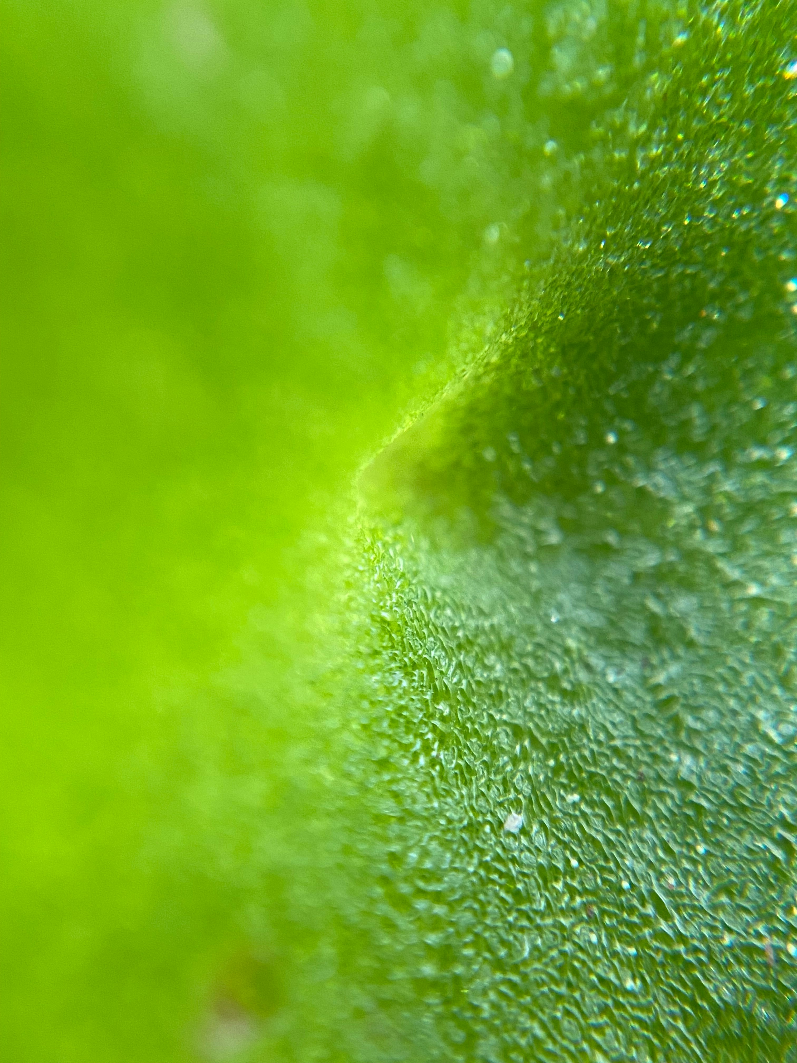 Photo by norbertotriaes