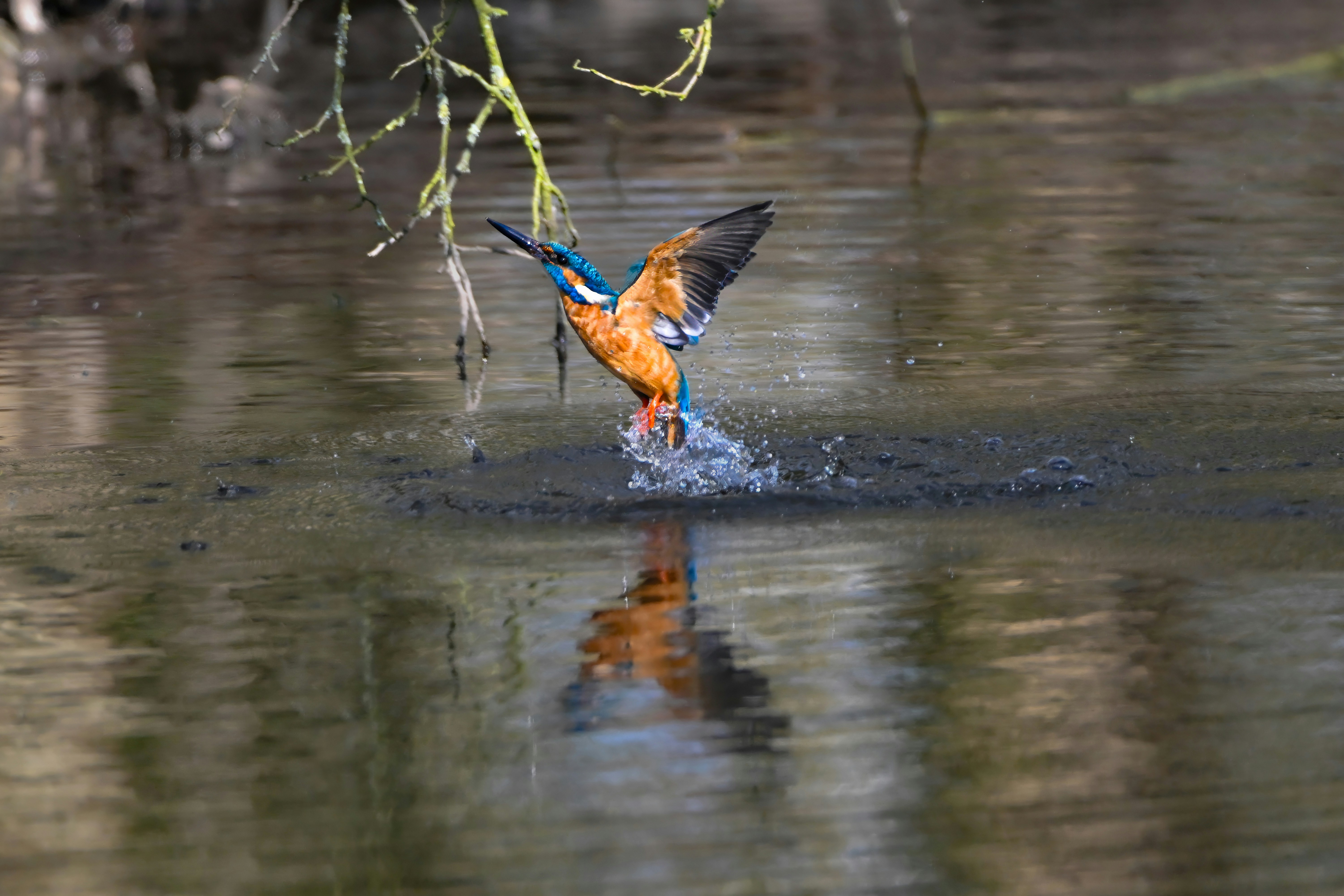 Photo by siegfriedpoepperl