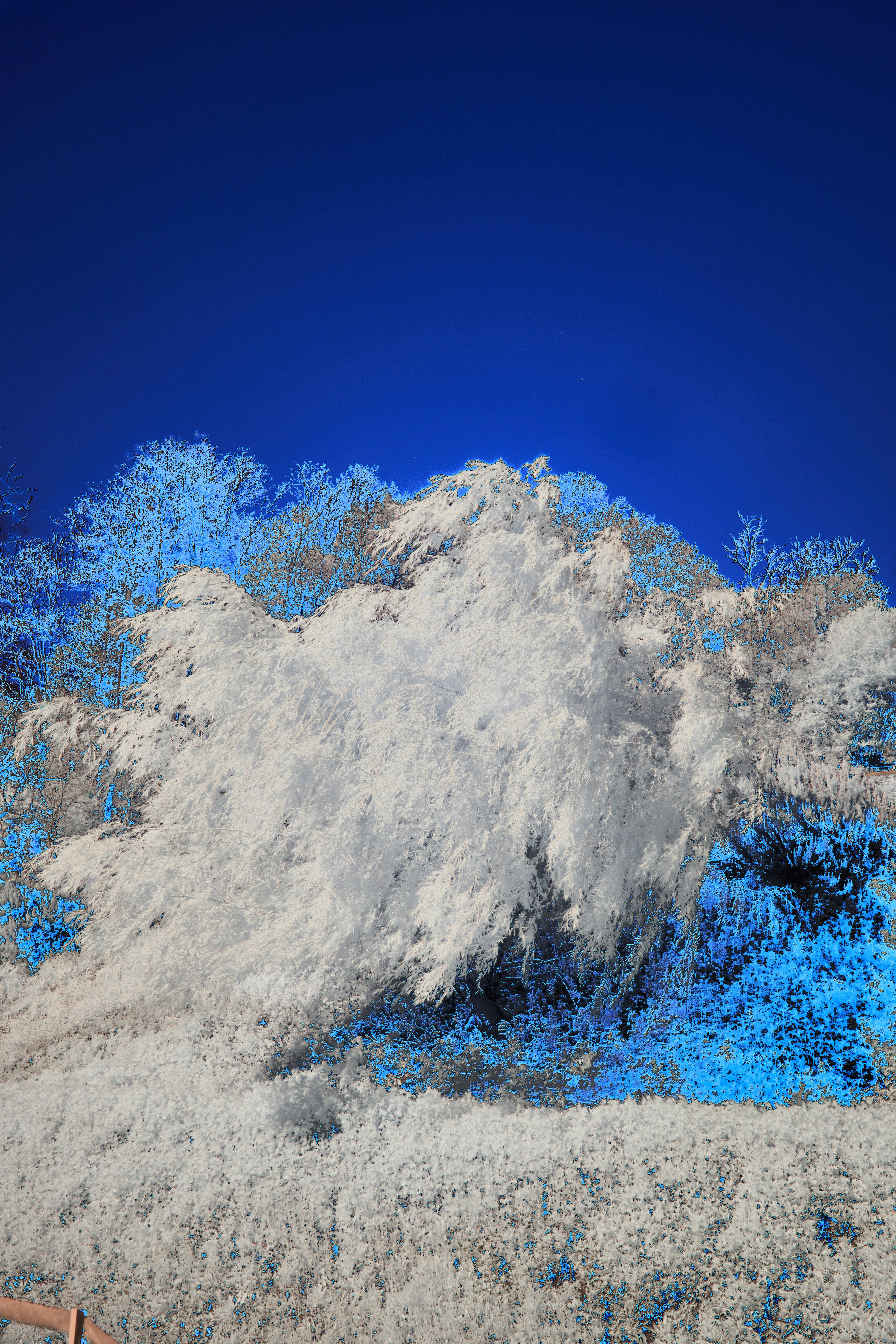 Photo by wolfgang_hasselmann