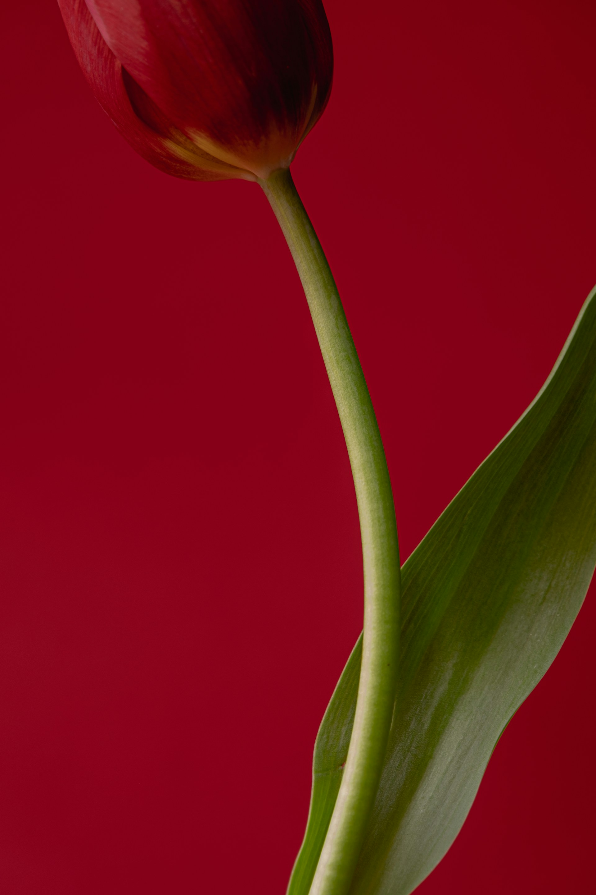 A red tulip with its stem against a red background.
