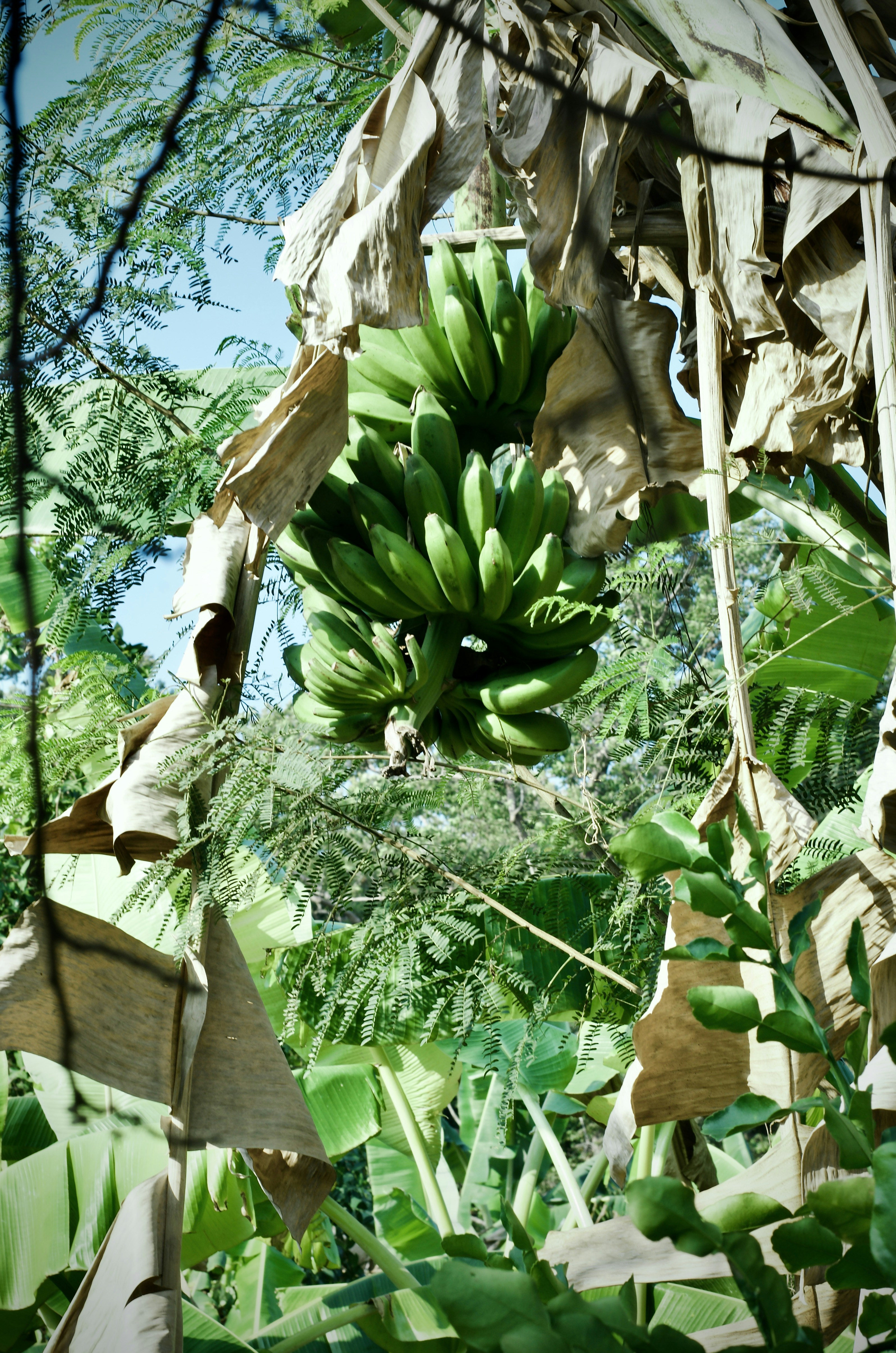 A bunch of green bananas hanging on a tree.