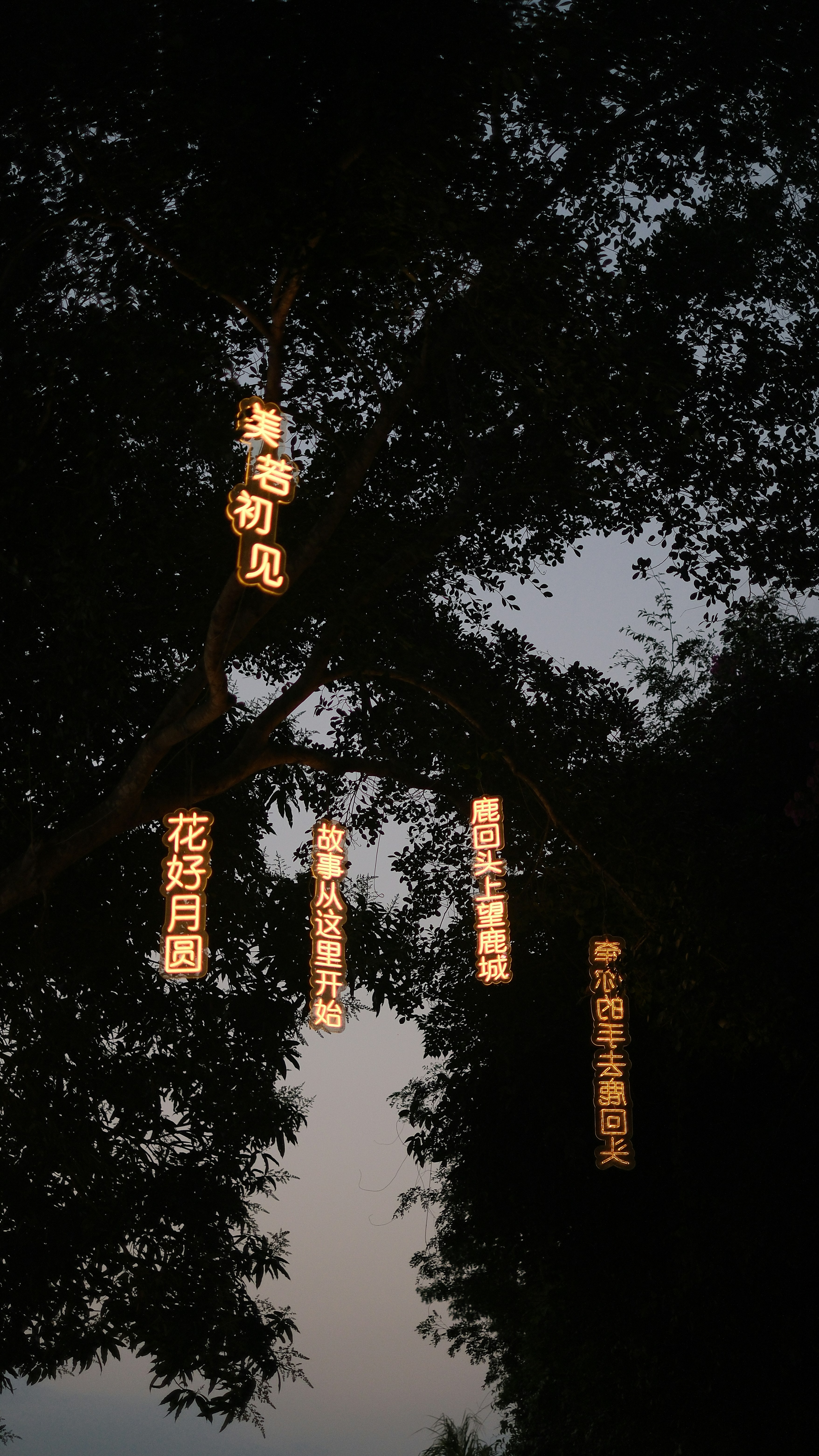 Illuminated chinese lanterns hang from a tree