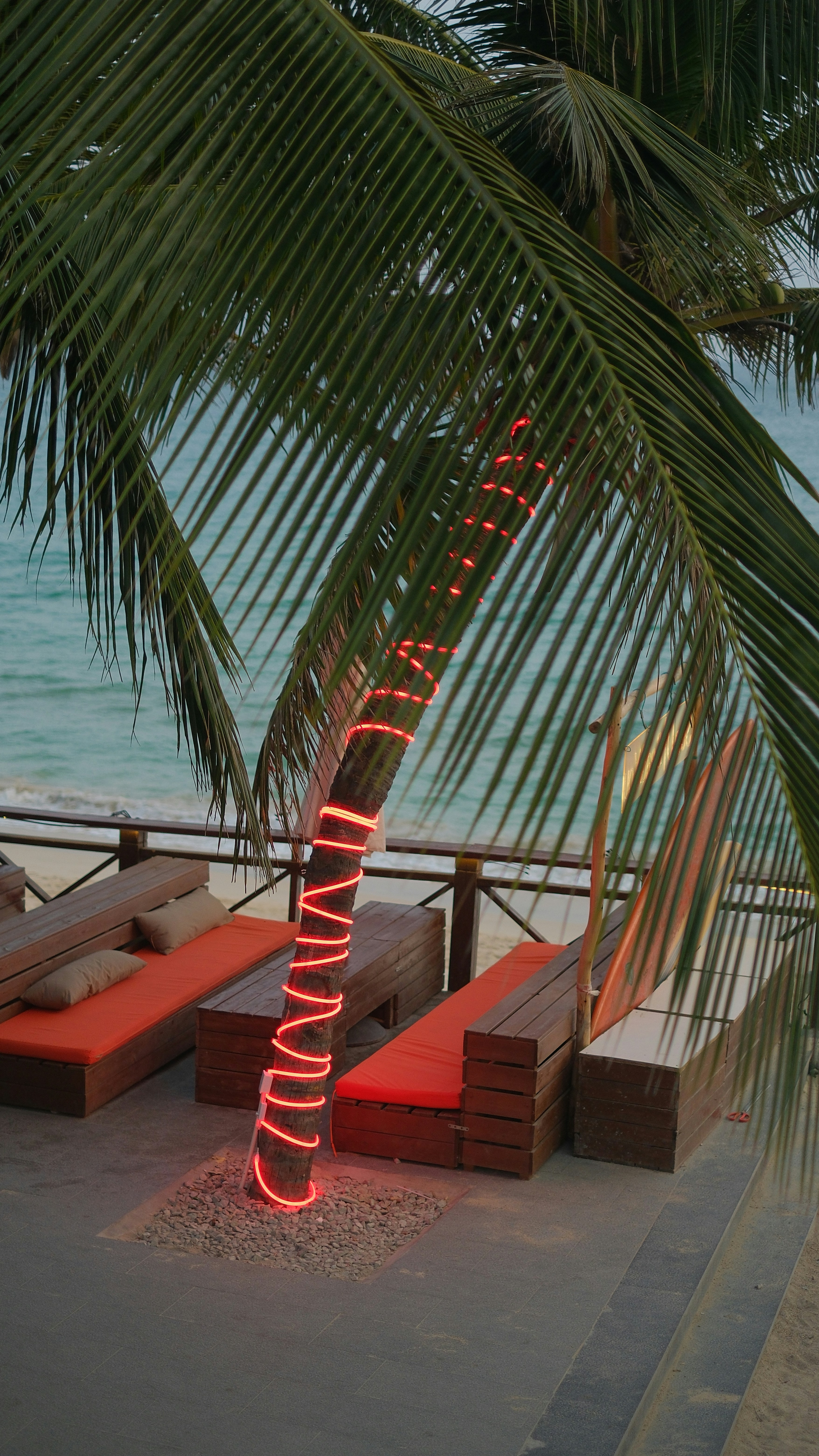 Palm tree with lights and lounge chairs