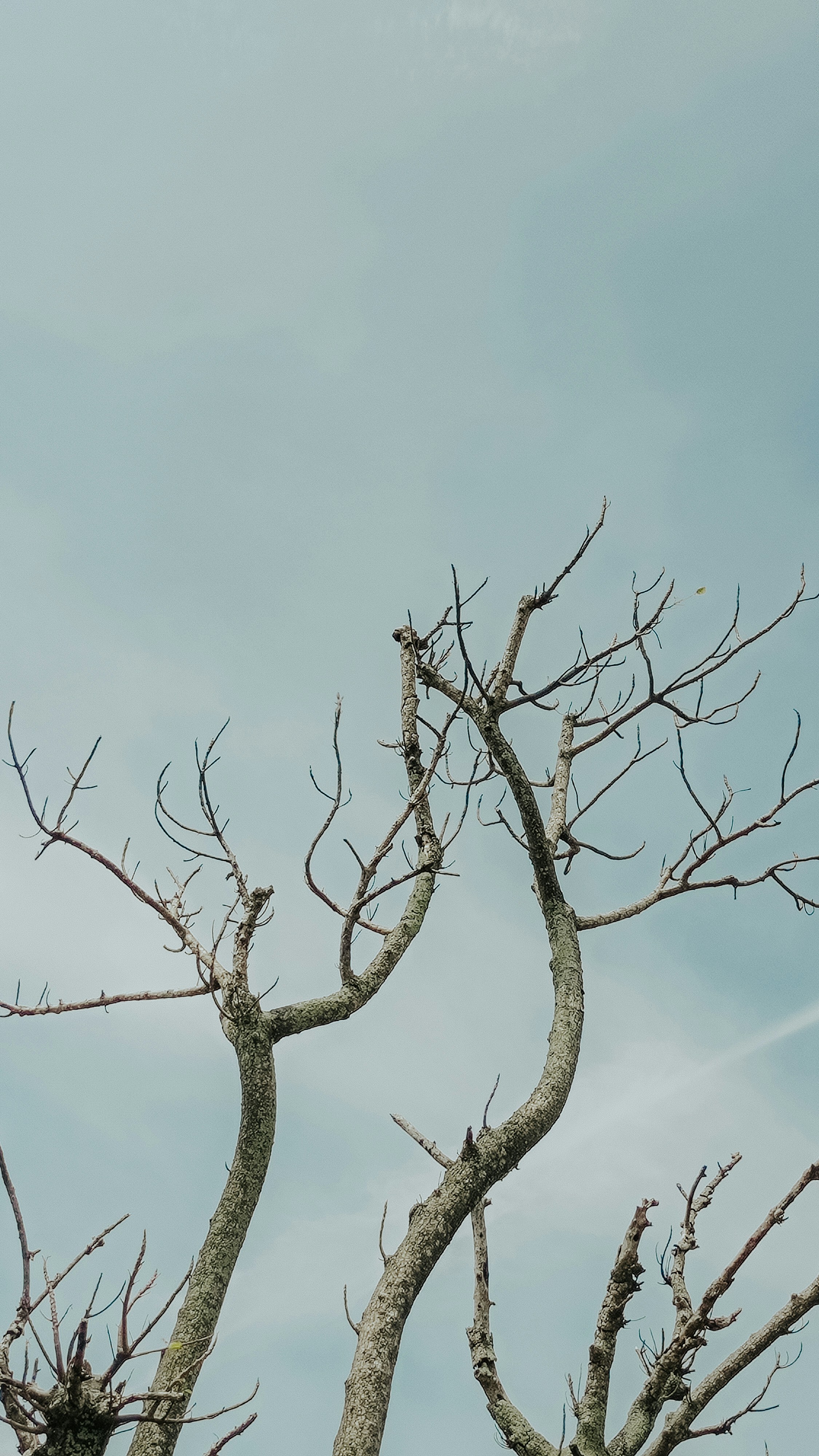 Bare trees reach towards a pale, blue sky