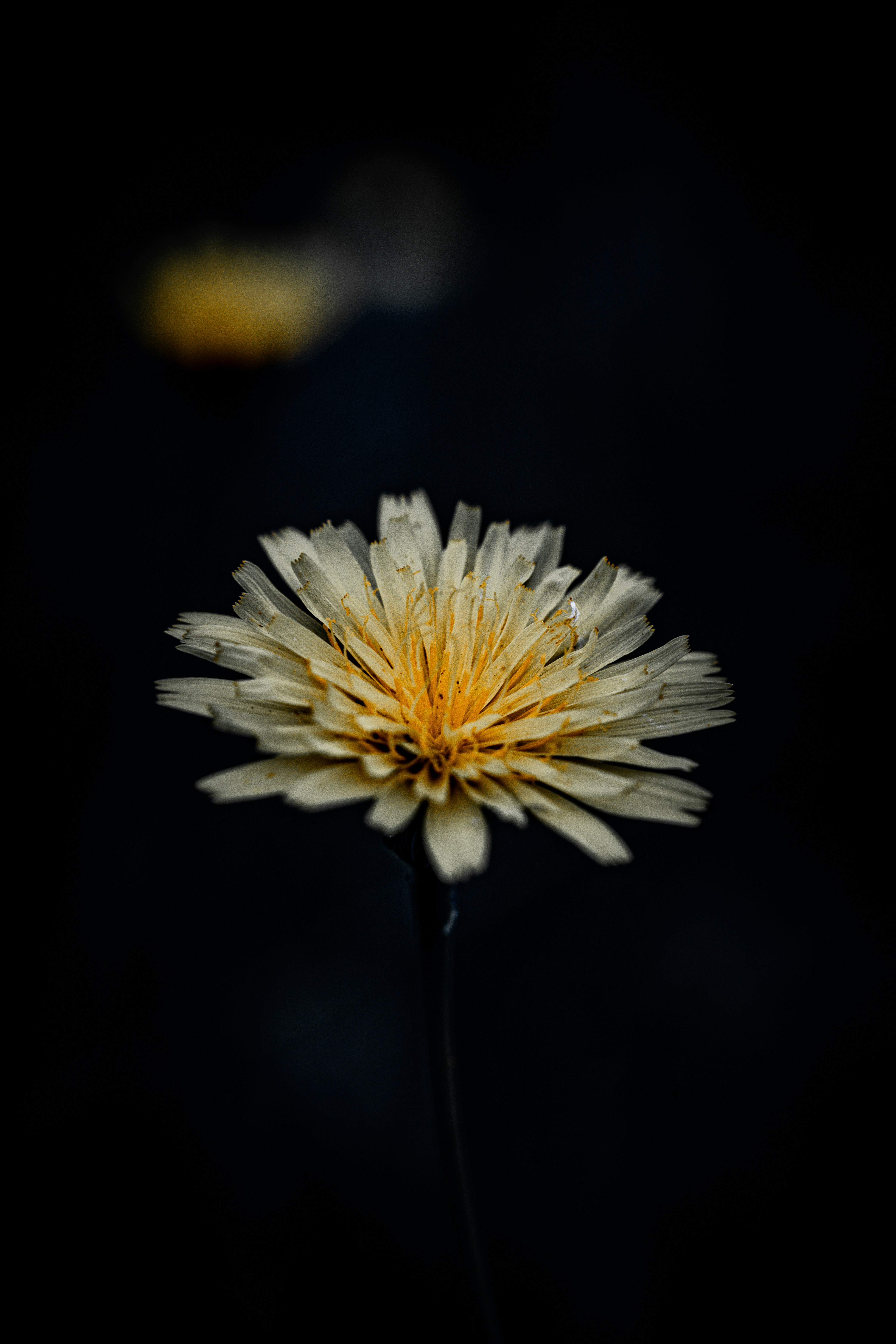 Photo by junior_hector