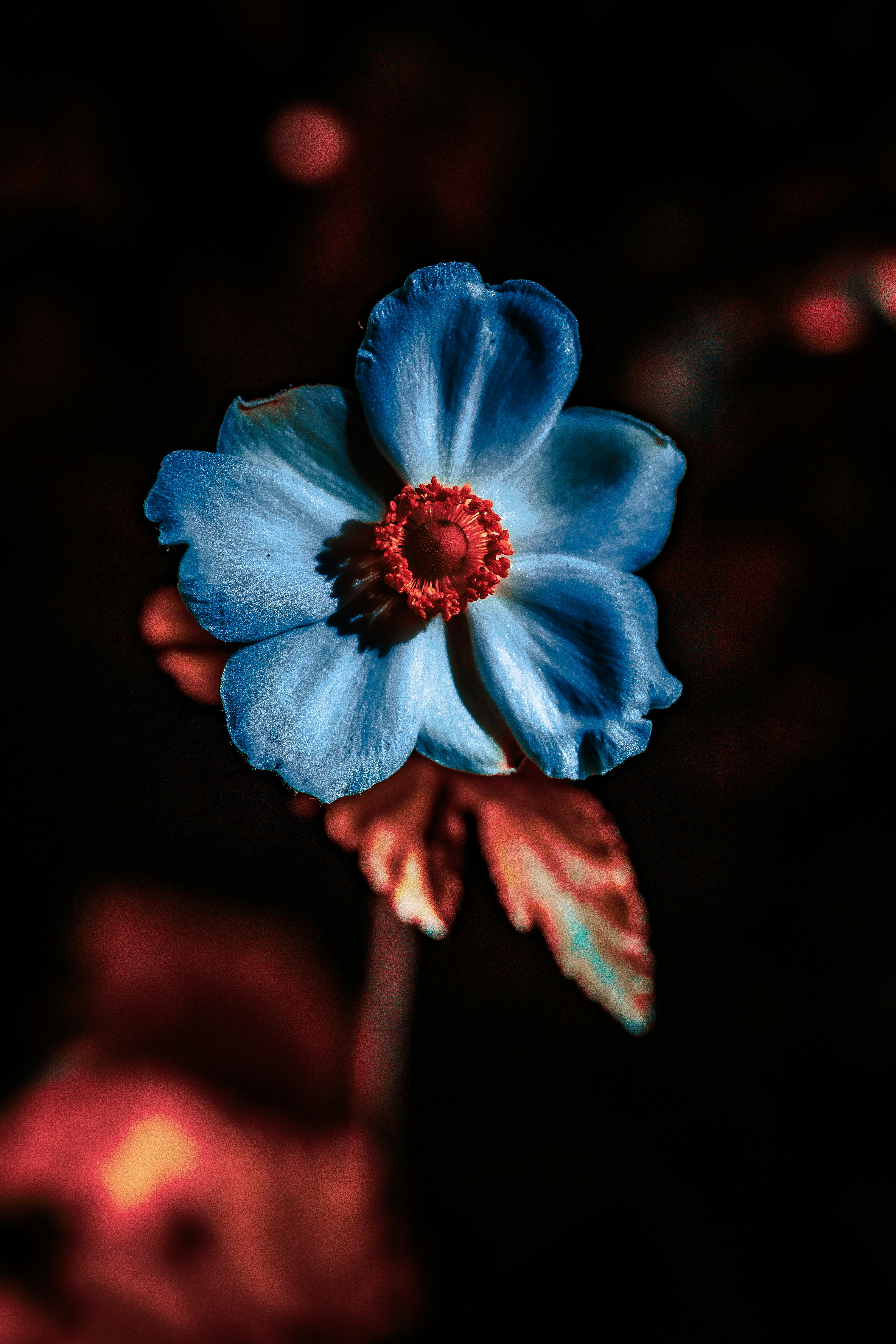 A blue flower blooms against a dark background.