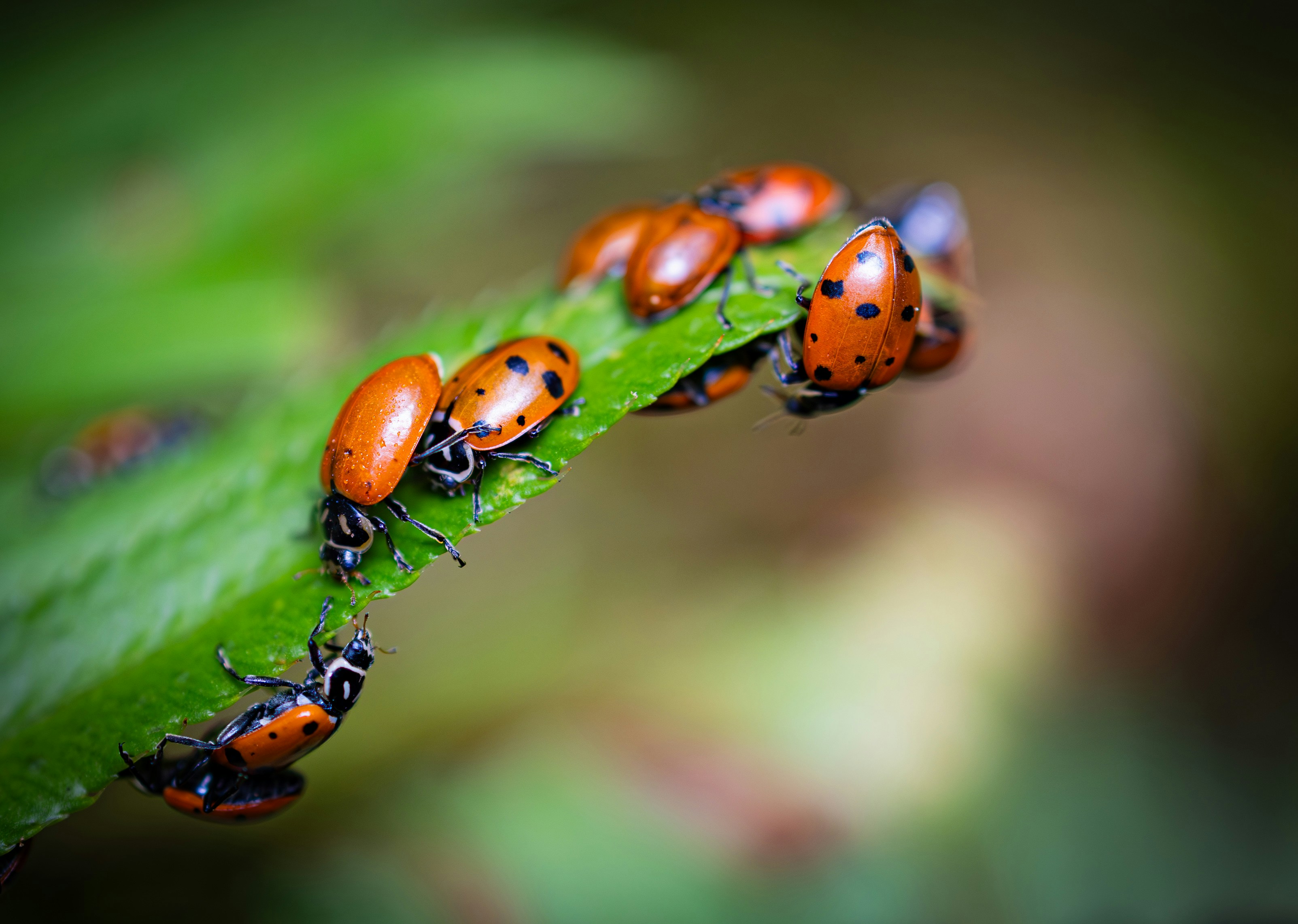 Ladybugs congregate on a green leaf
