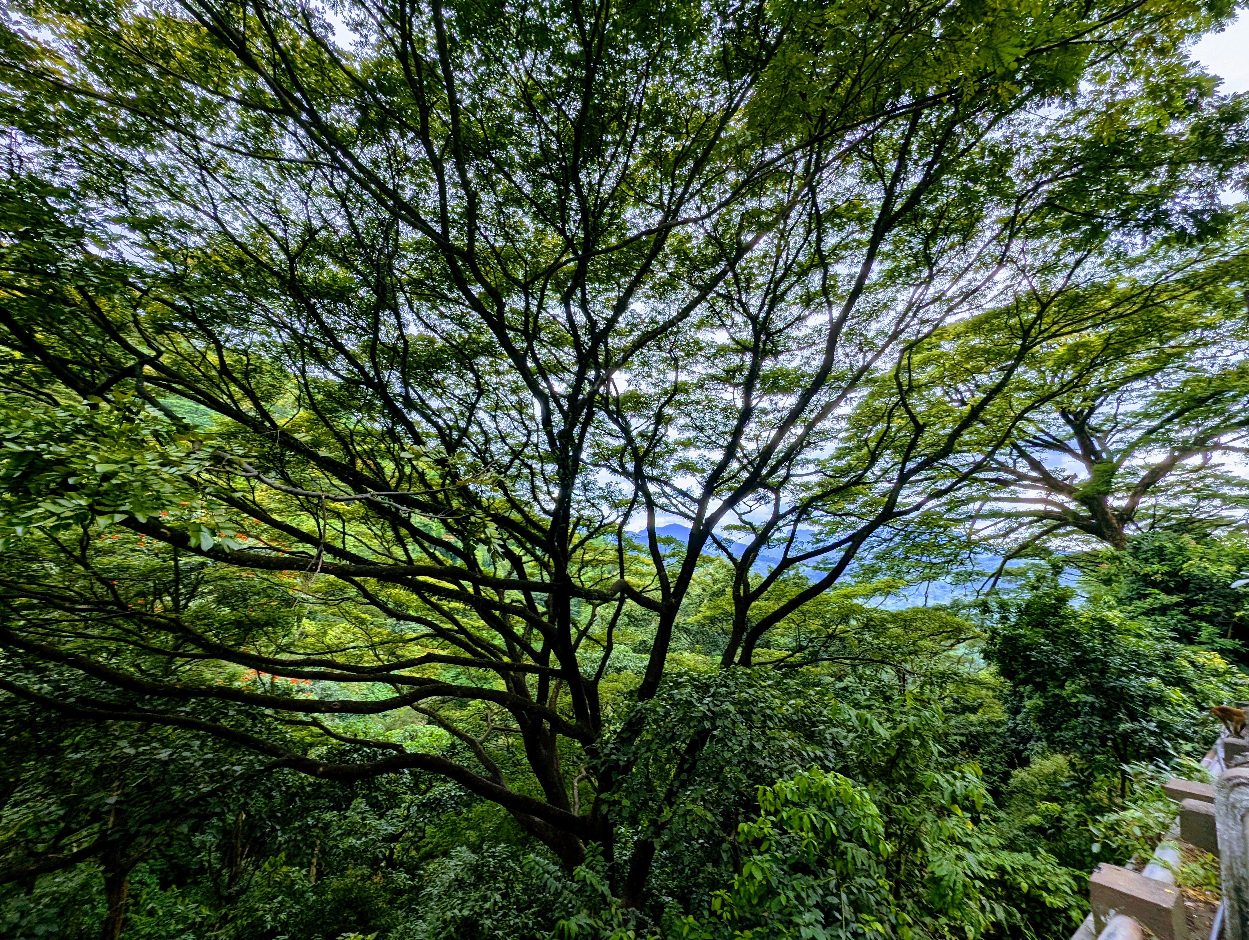 Photo by pushpalanka