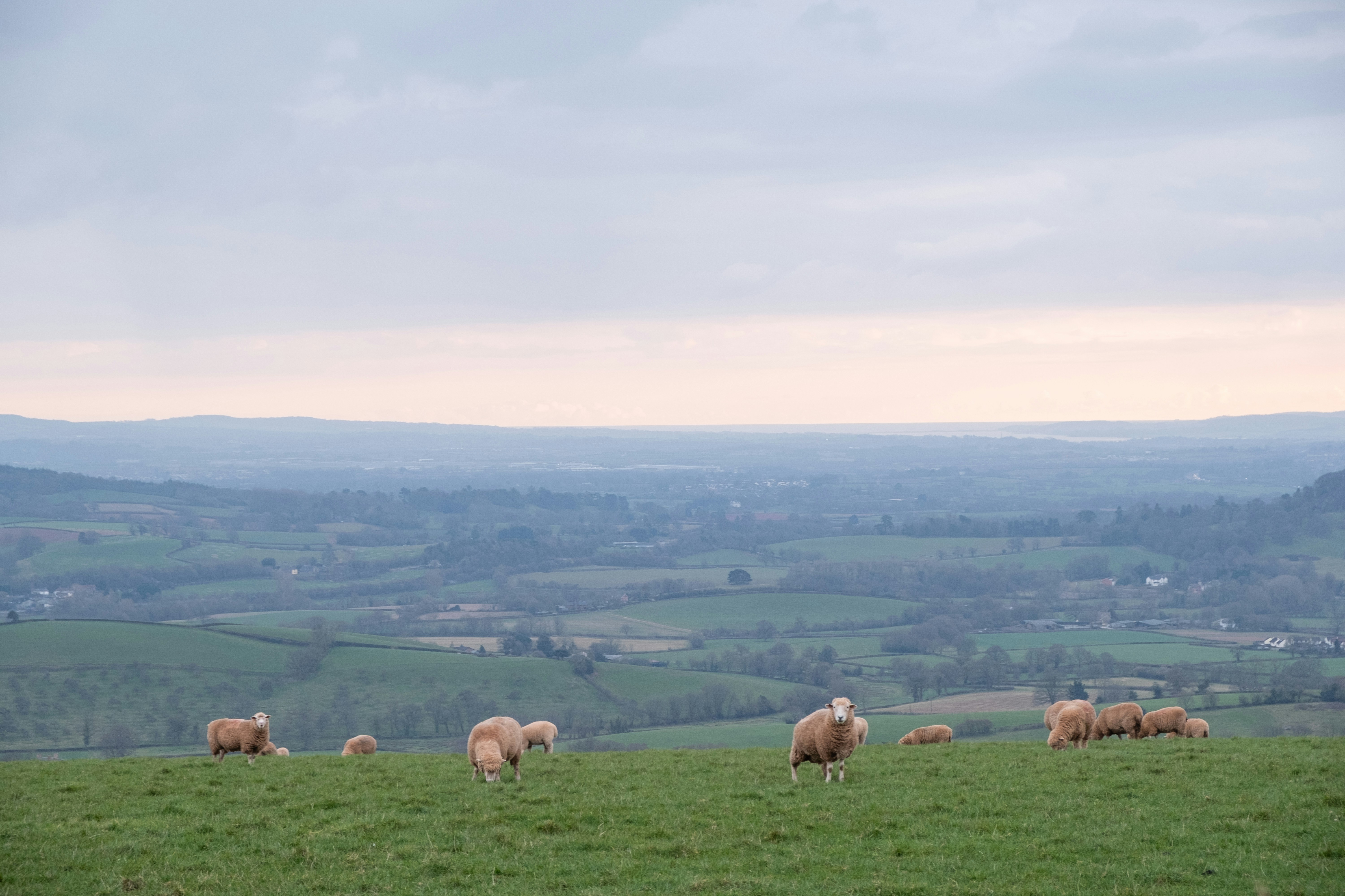 Sheep graze peacefully on a grassy hillside.