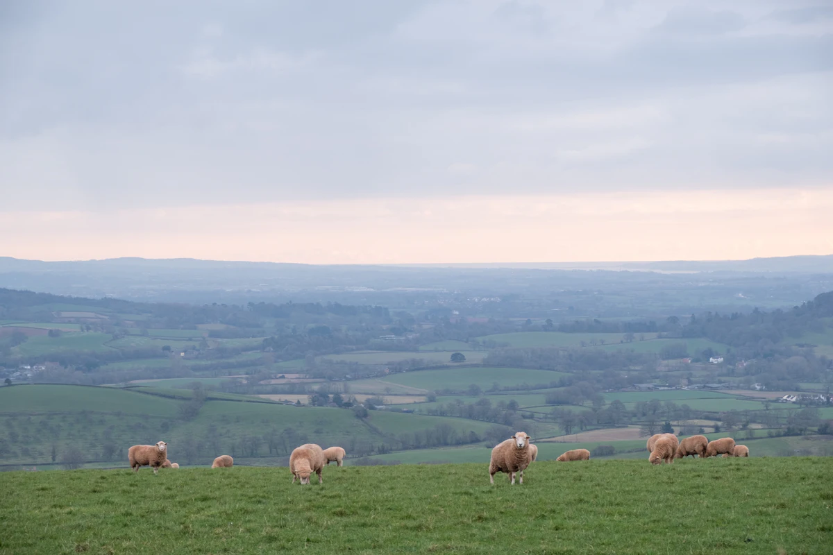 Sheep grazing on a grassy hillside