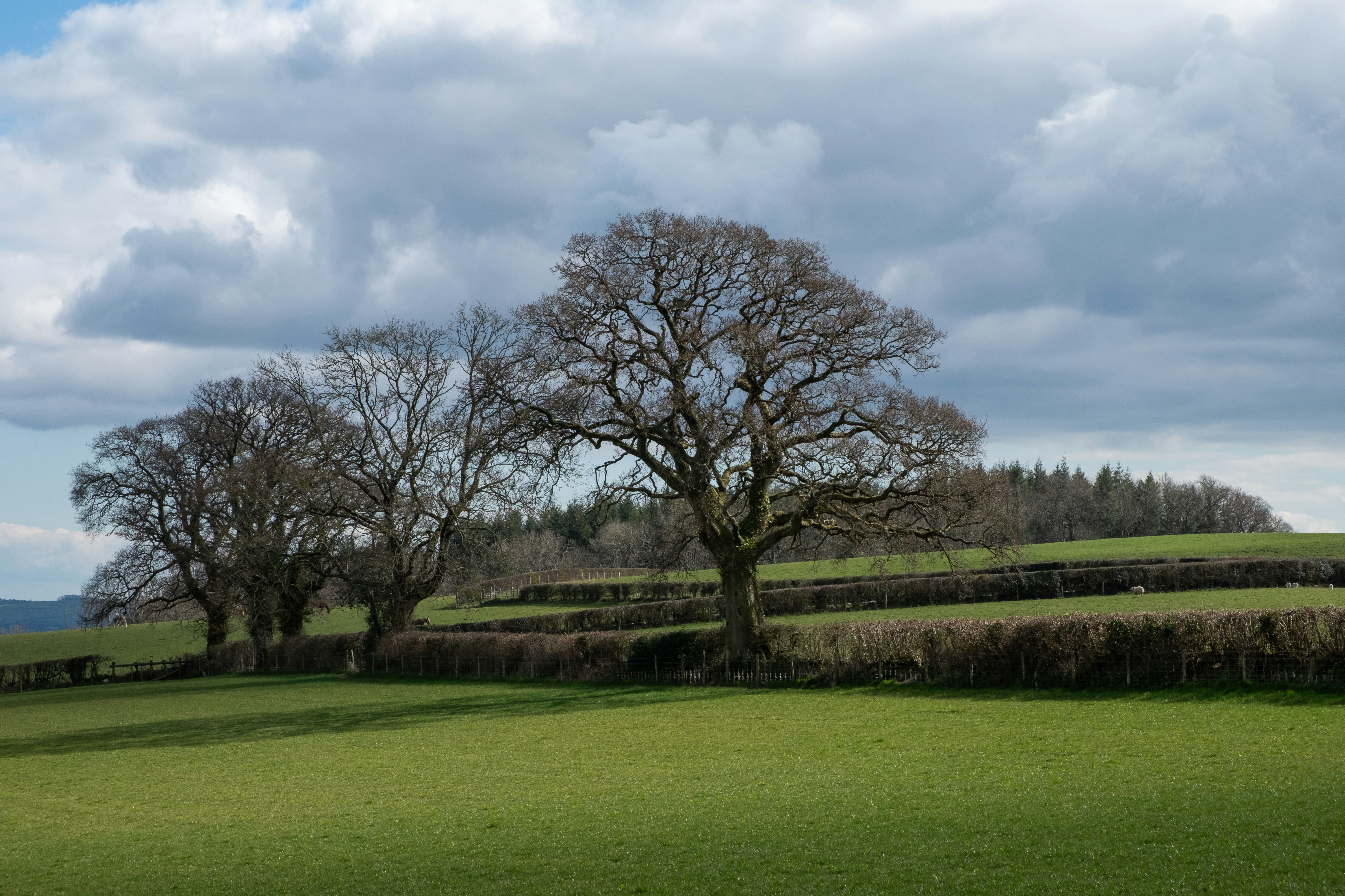 Trees stand in a field under a cloudy sky., Trees and hedges between fields near Dartmoor, England