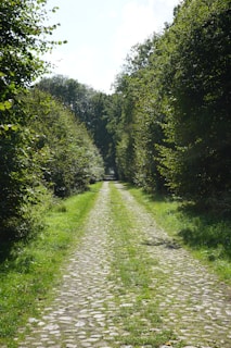 A stone road leads through a lush, green forest.