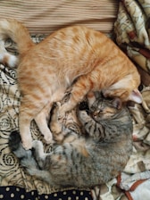 Two cats are cuddling together and sleeping.