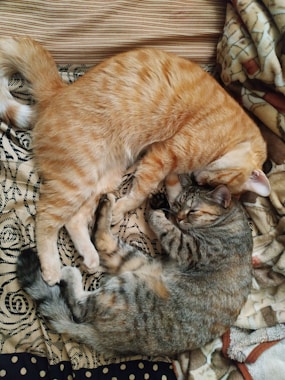 Two cats are cuddling together and sleeping.