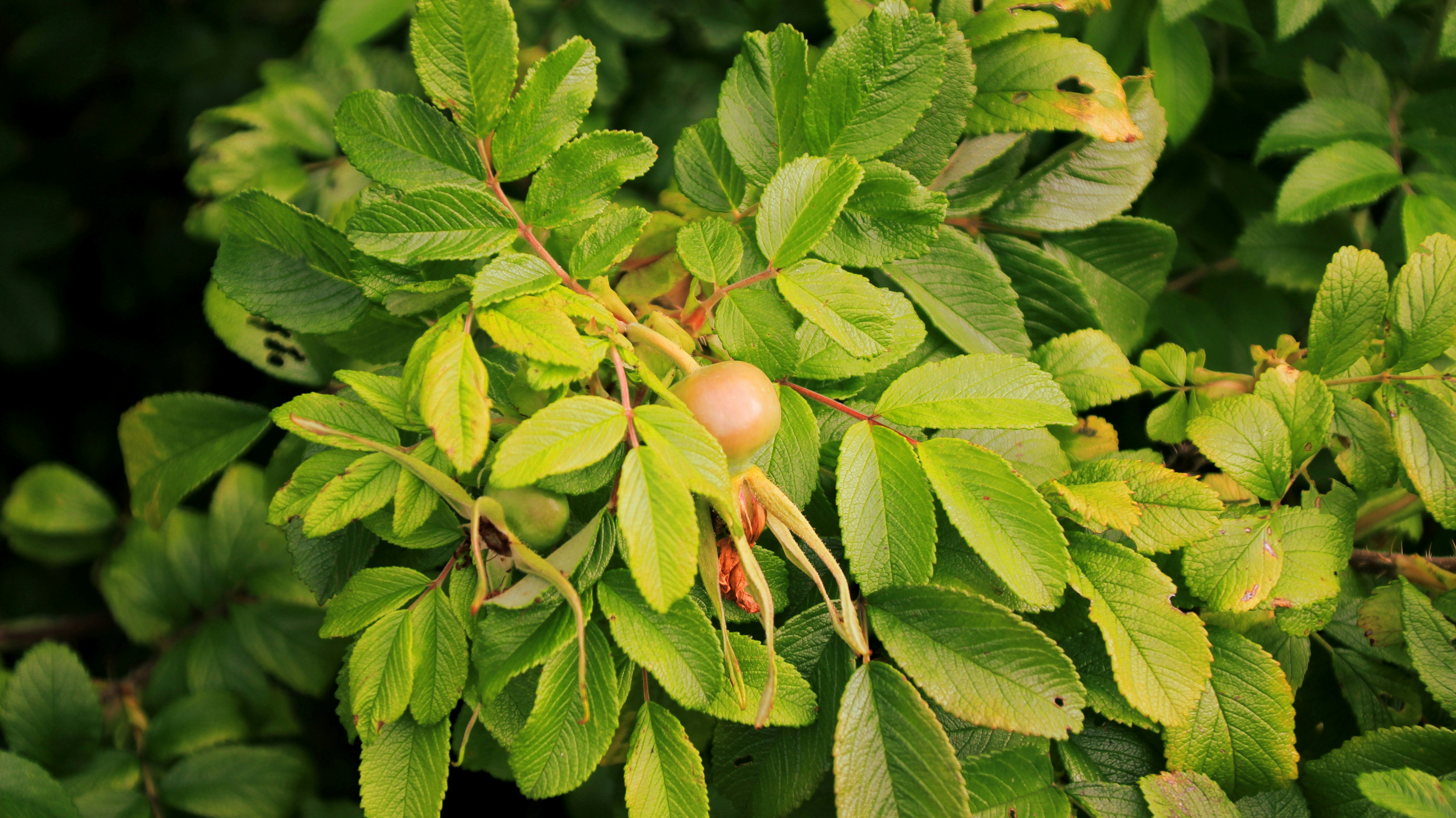 Planta verde con fruto de color rosa claro.