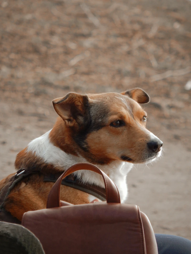 Dog wearing a collar portrait