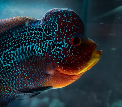 A colorful flowerhorn fish swims in the tank.