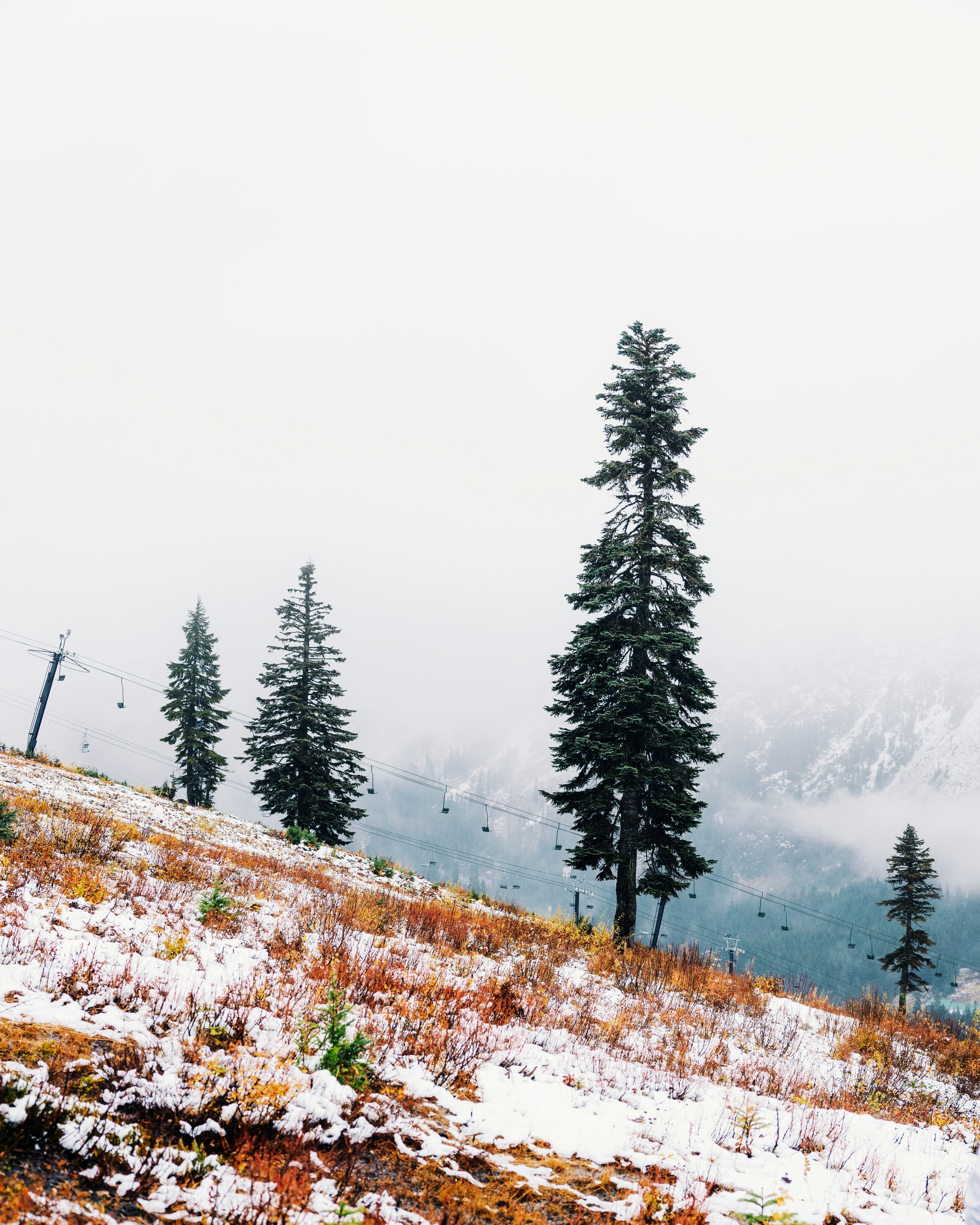 背の高い木々とスキーリフトのある雪景色。