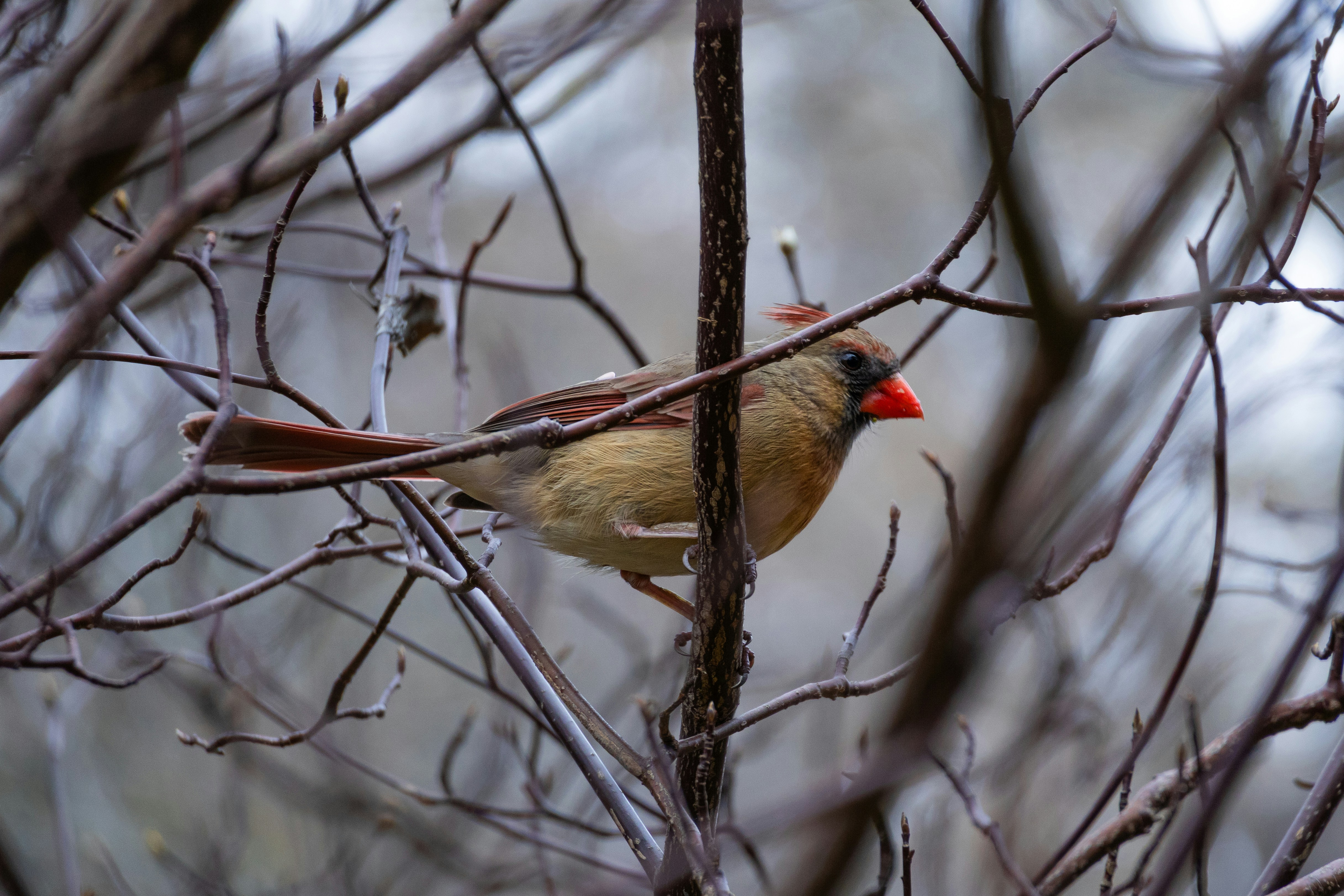 Photo by seraphimchaz