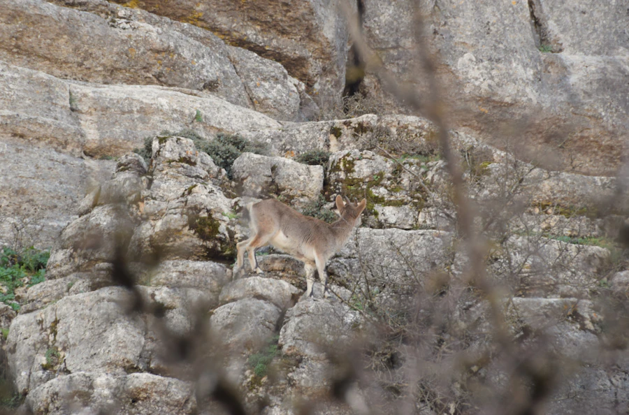 Mountain goat on the rocks of El Torcal