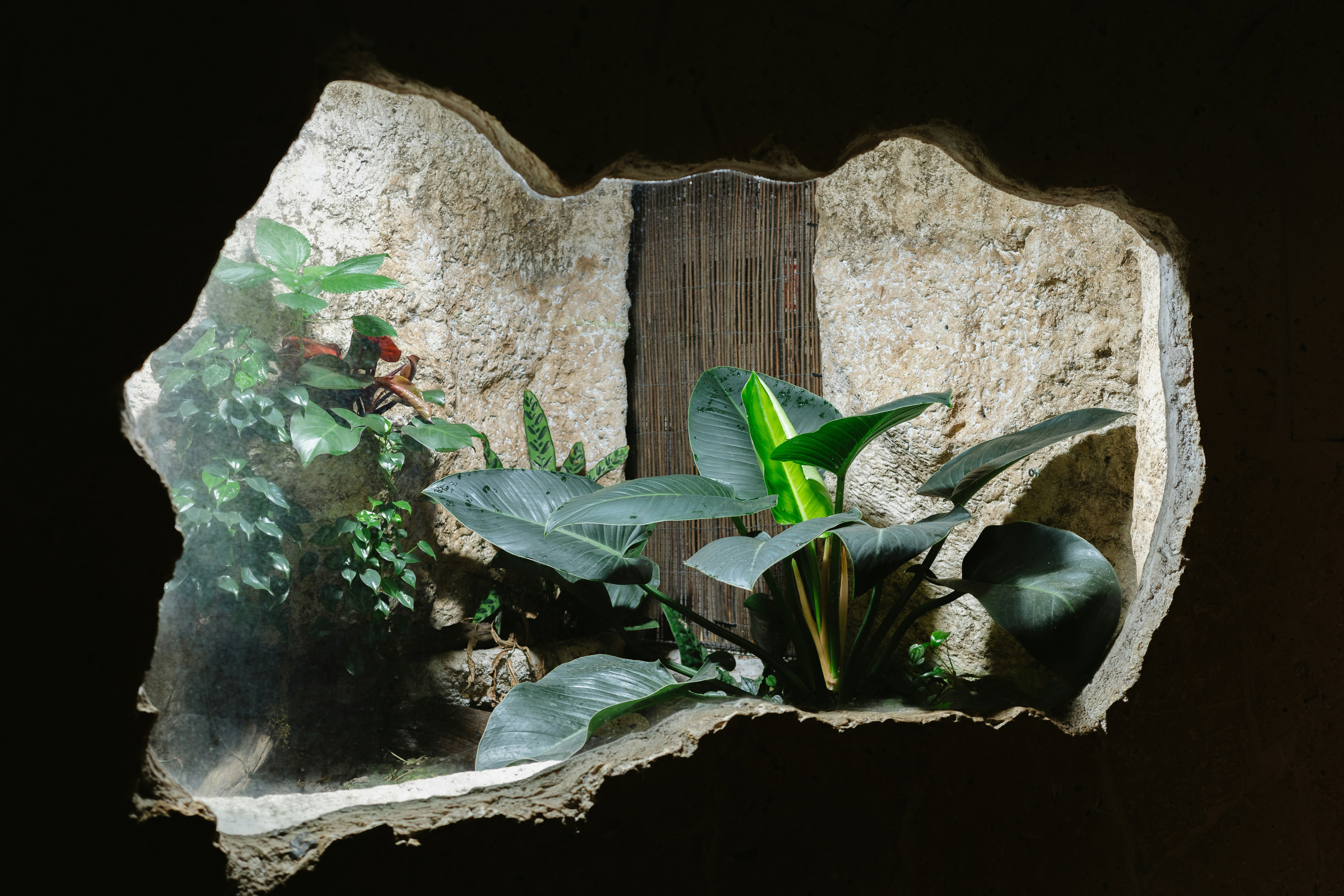 Terrarium placed 3-4 feet from a window to ensure indirect light - easy algae free terrariums