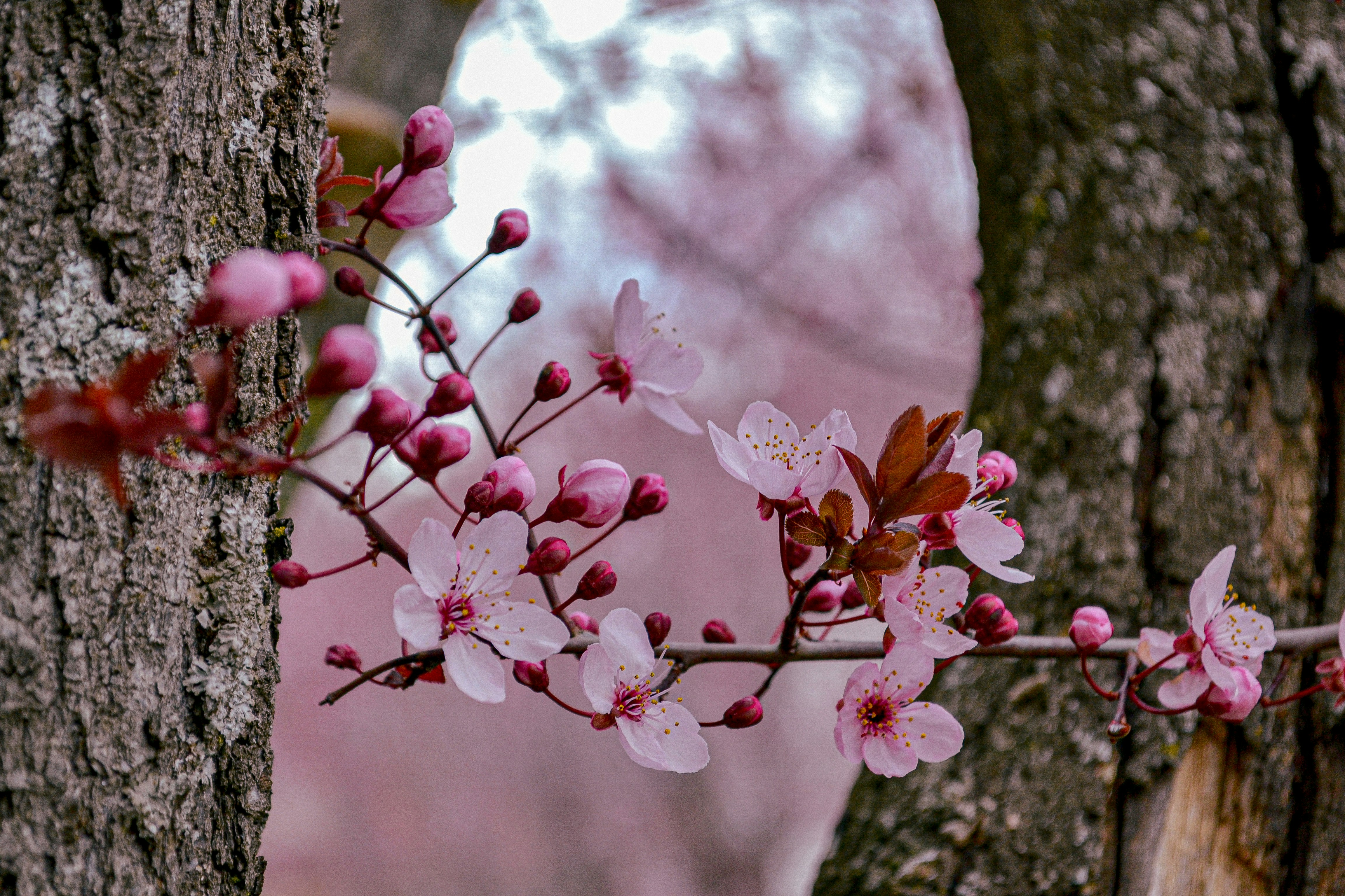 Pink blossoms bloom between trees.