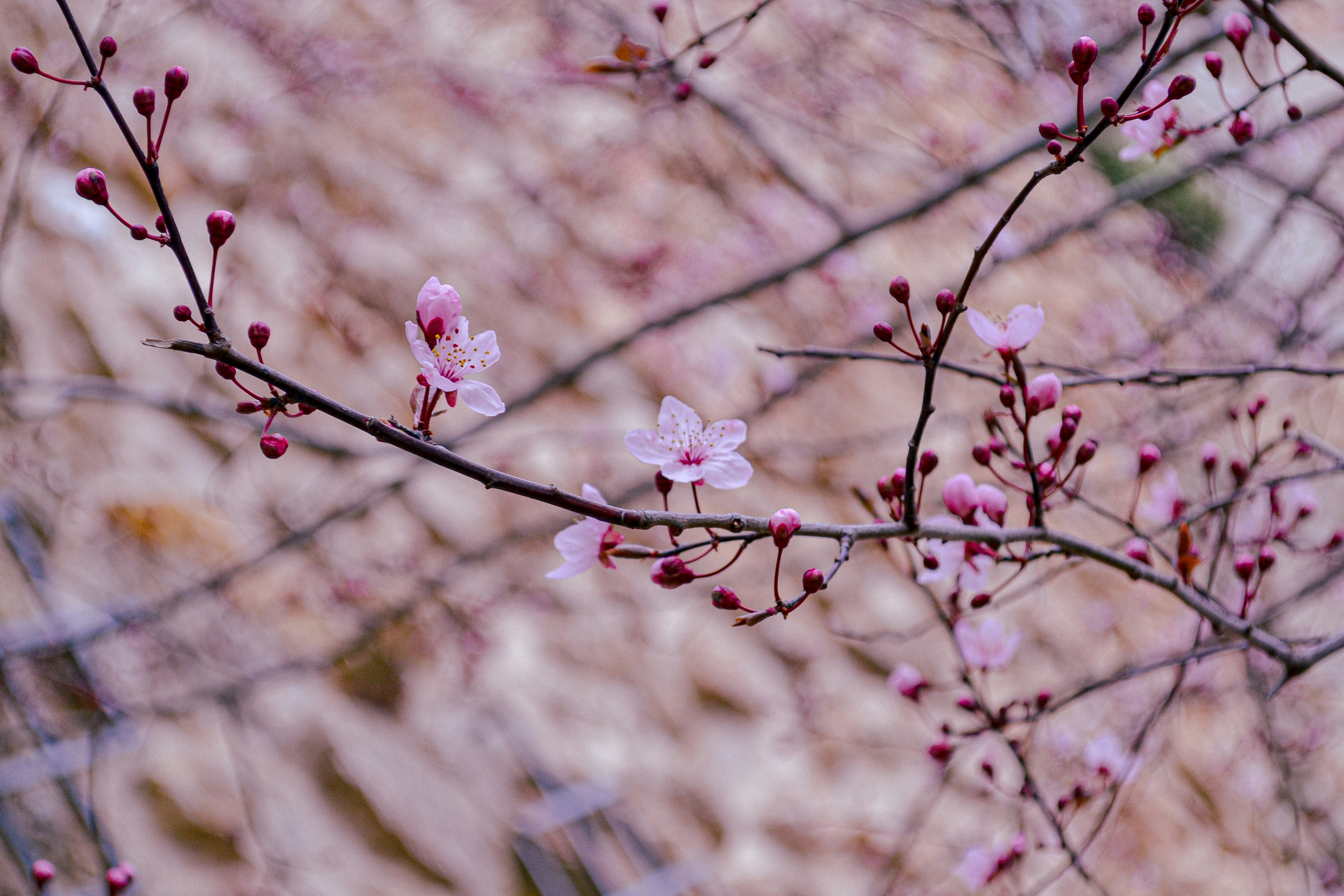 Photo by picsbydenisa